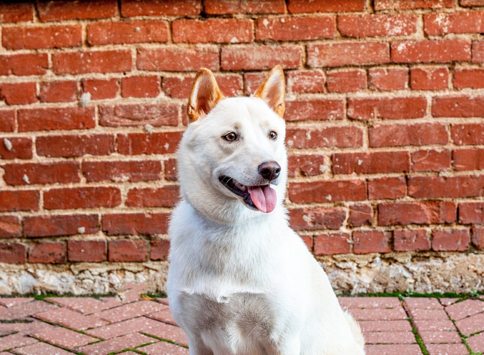 Karra Kostya Photo - Hounds Hashtag Headshots_0214