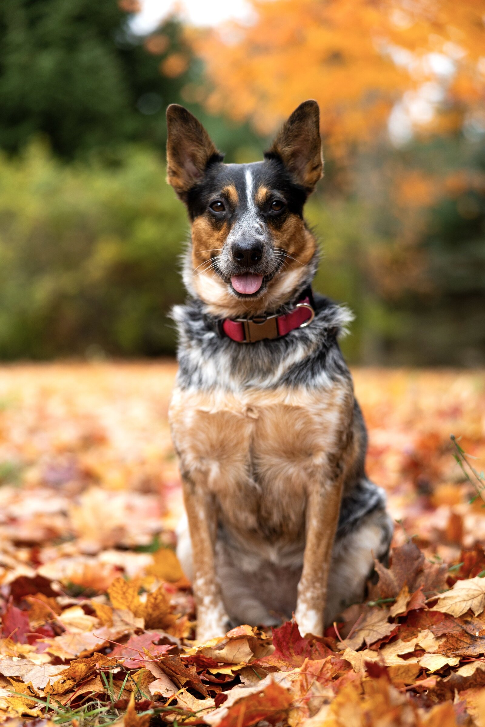 10-29-23 Maple Fall Portraits by Madi Taylor Photo-19