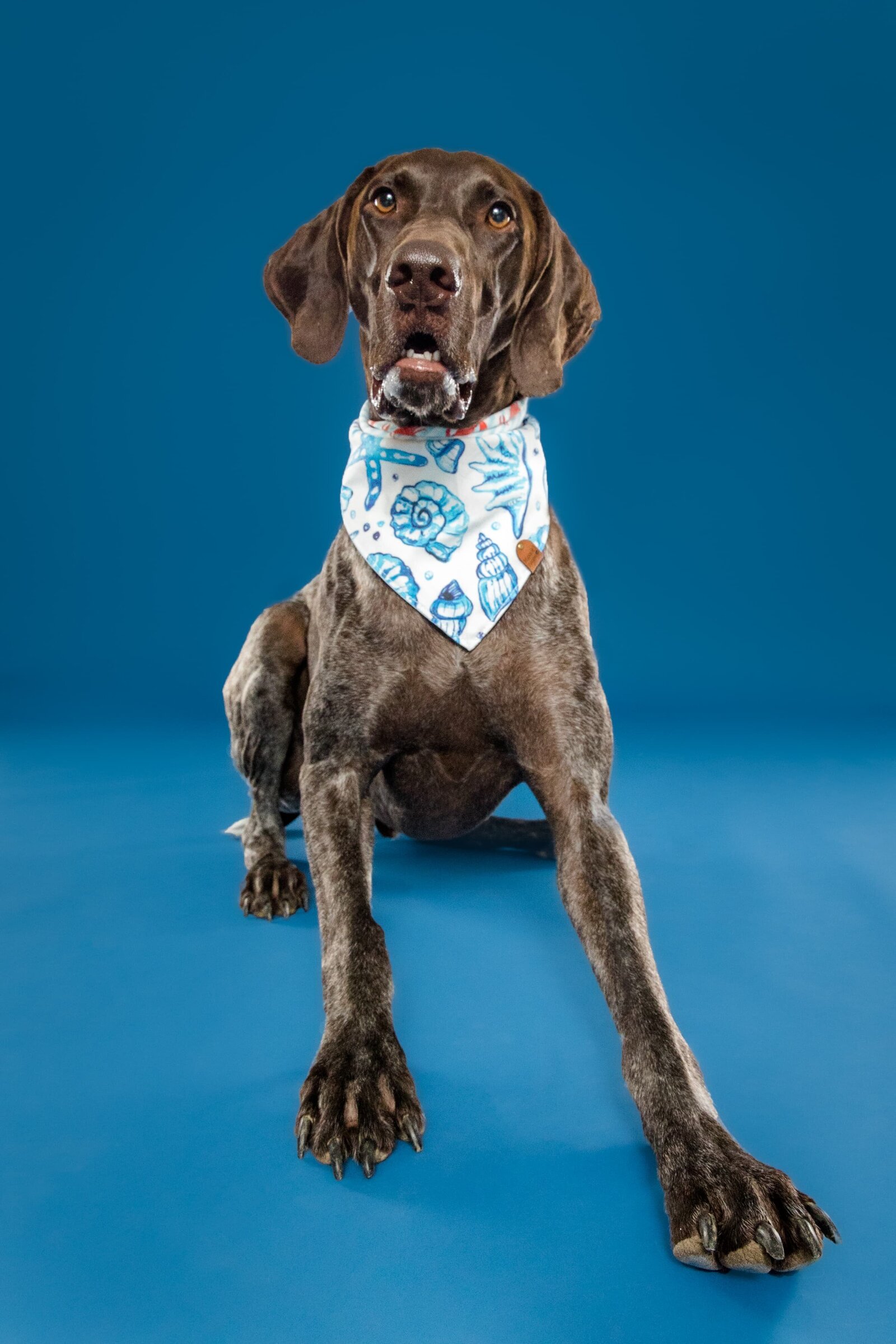 The Beloved Pup Photo Studio - Birmingham, Alabama Commercial Dog Photographer 70