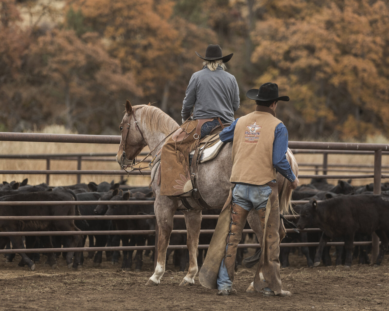 Northern California Equine Photographer