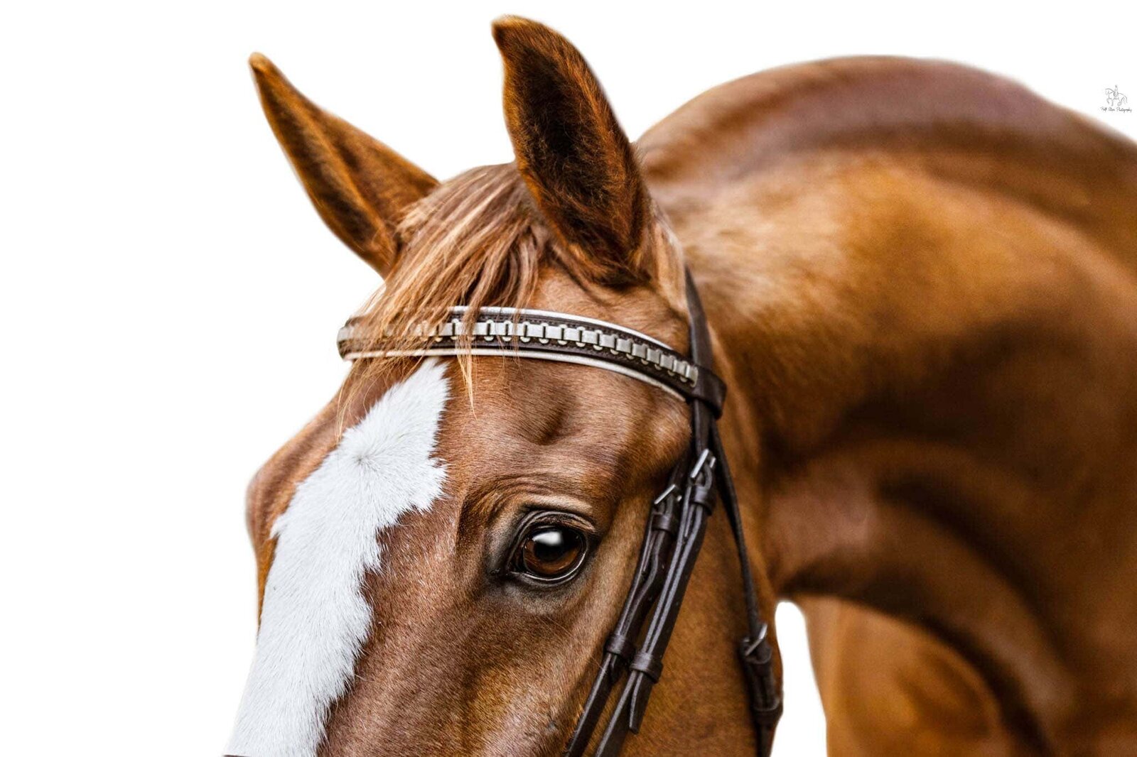 (36) Sydney chestnut horse closeup photo