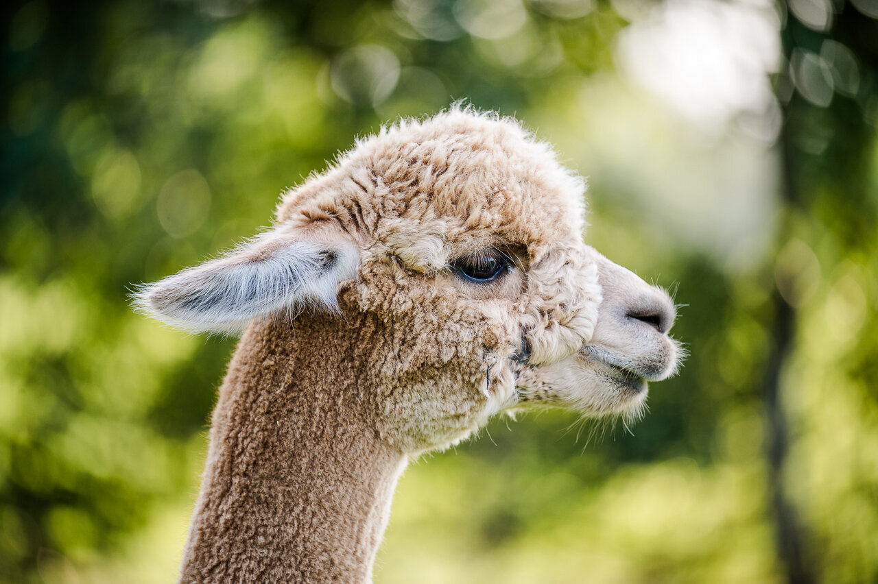 alpaca boerderij