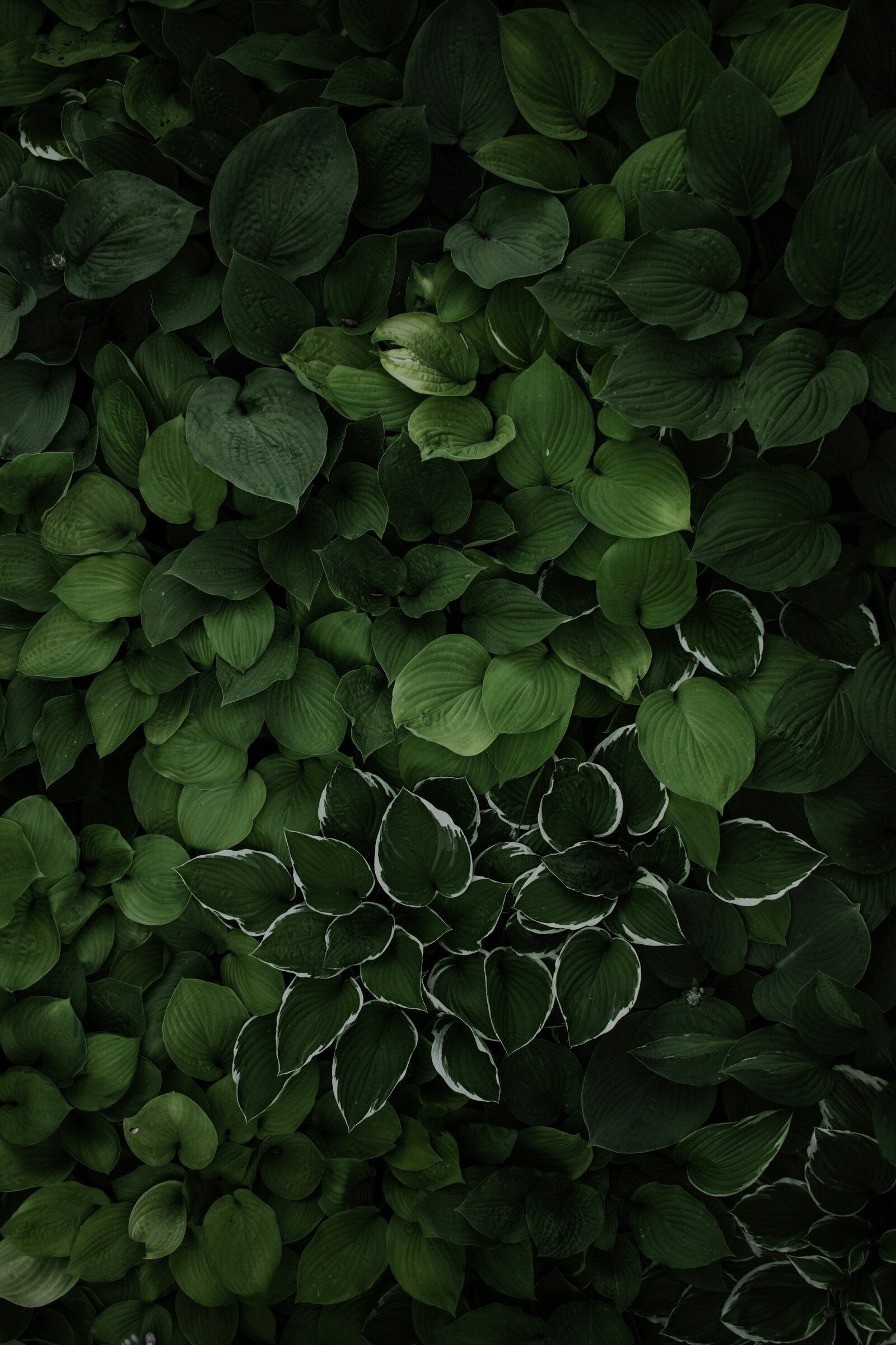 High email open rates and click-through results from intentional email nurture sequence.