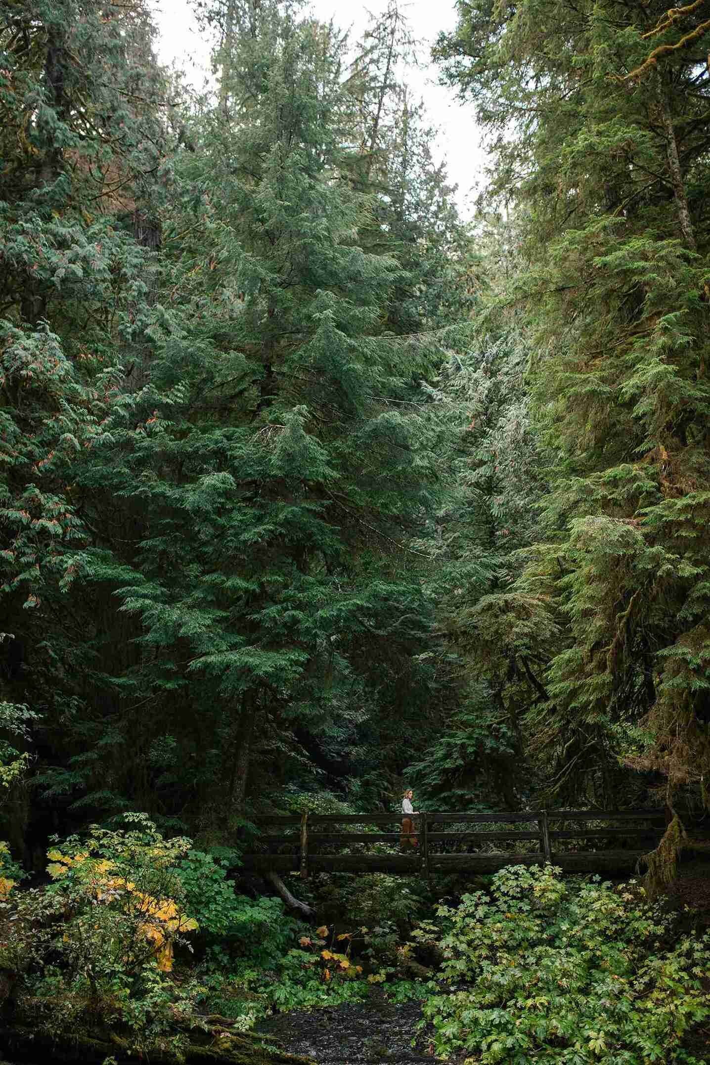 A person stands on a wooden bridge surrounded by dense, tall evergreen trees in a forest setting.