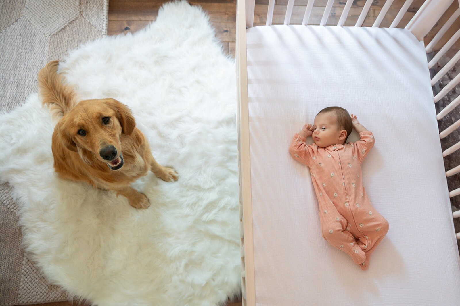 dog looking at camera with baby in crib