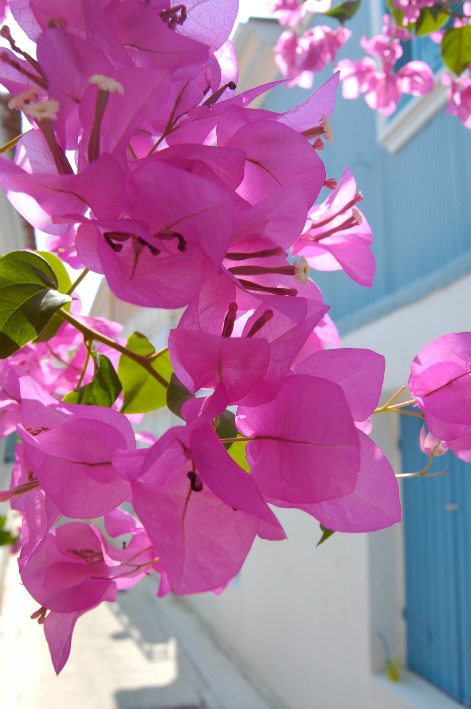Magenta bougainvillea flowers against a white wall