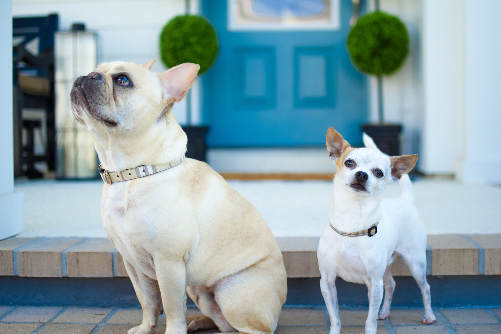 dogs blue door Front Porch Project Oakland Florida