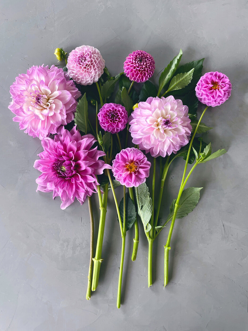 Dahlia-Sweet-Peas-Flower-Farm26