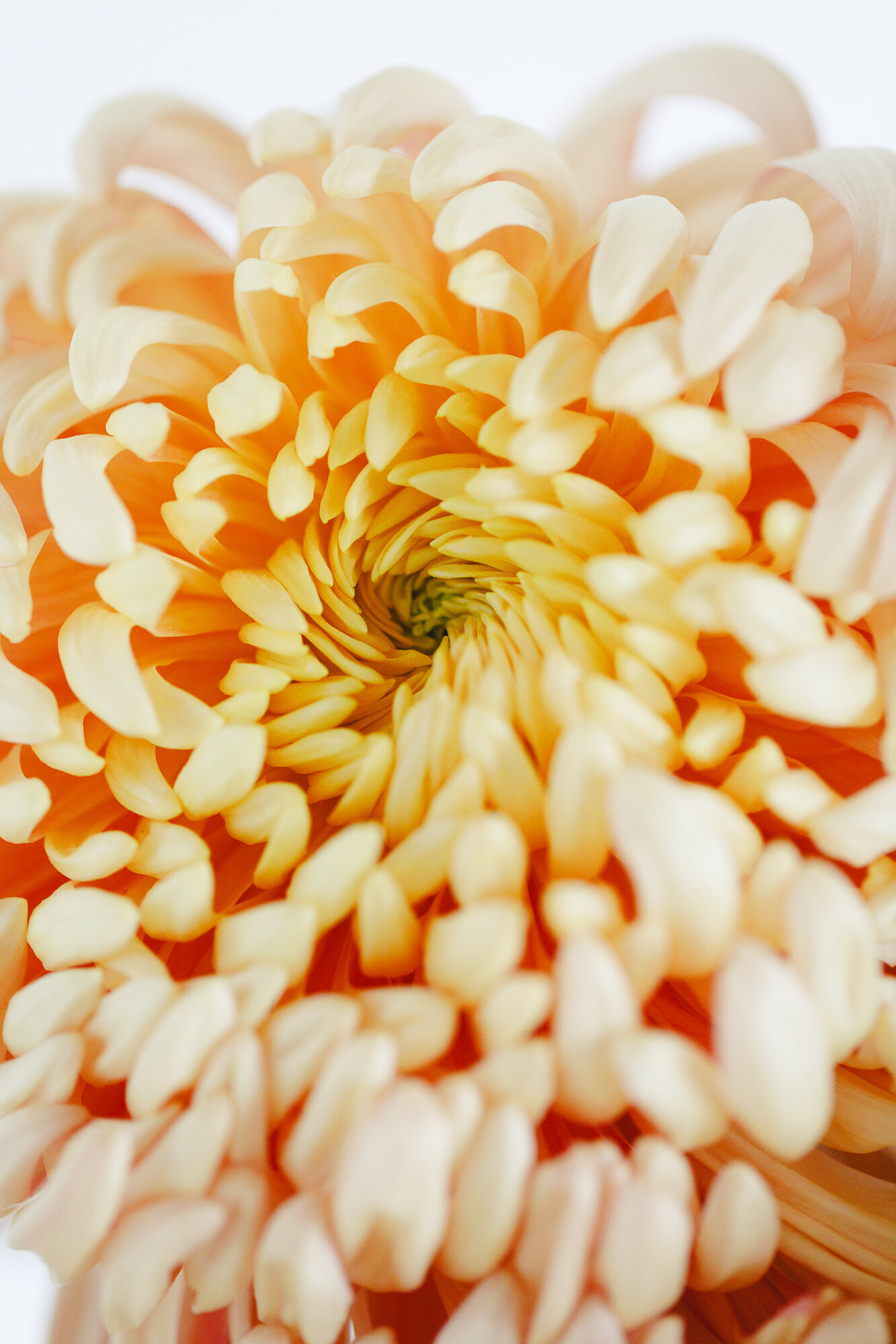 classesflorales_worshop_conceptcollectif_1 (1)