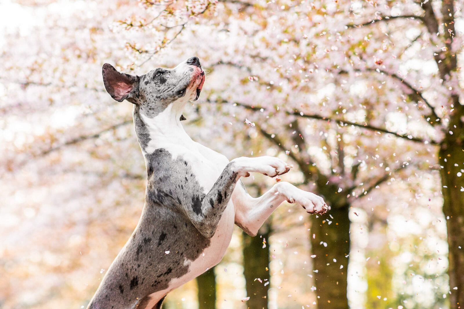 065-20210408-Pretty-Paws-honden-fotografie-sint-oedenrode-duitse-dog-bloesem-HR