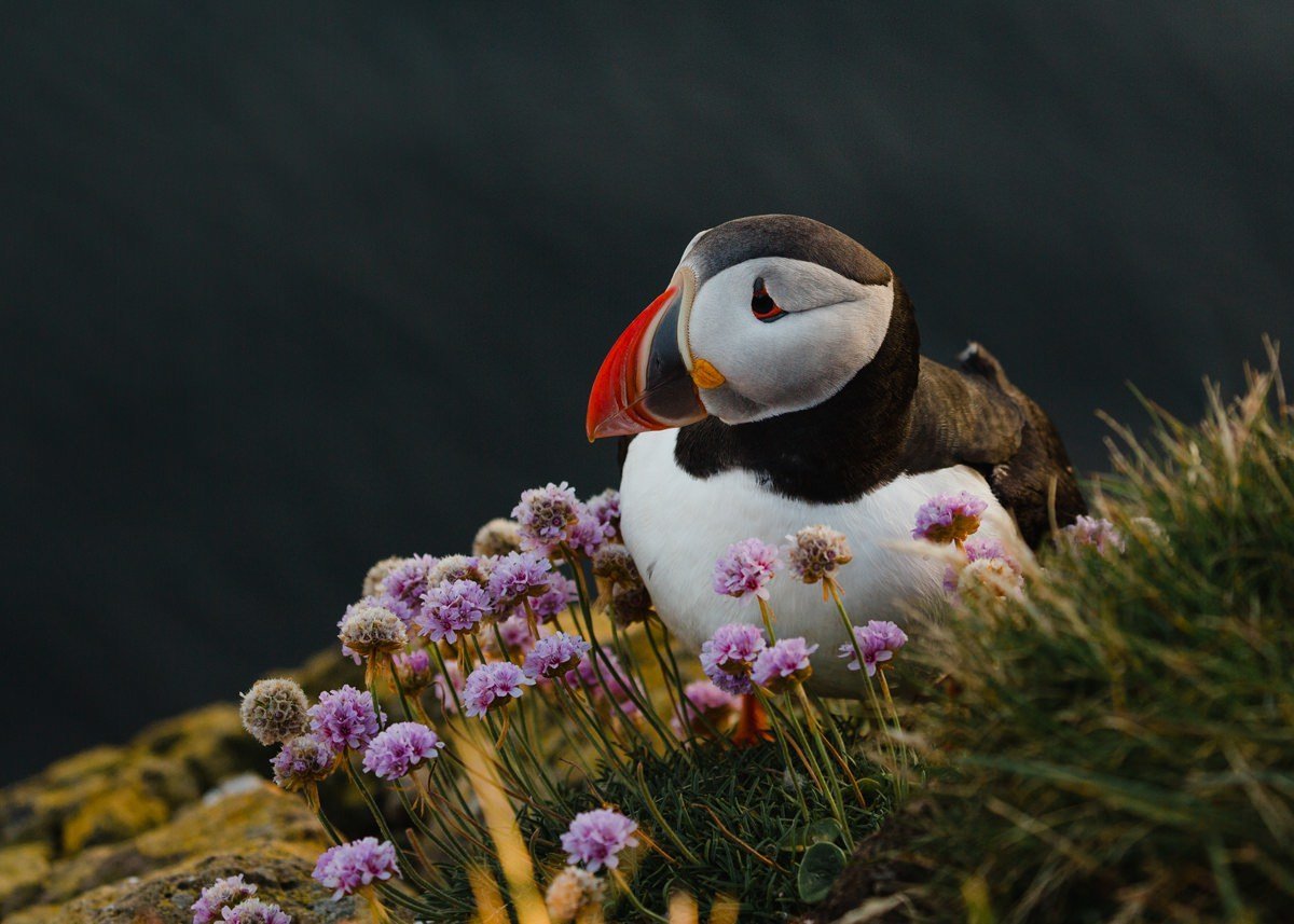 iceland-puffin-wildlife-photographer-cameron-zegers-destination