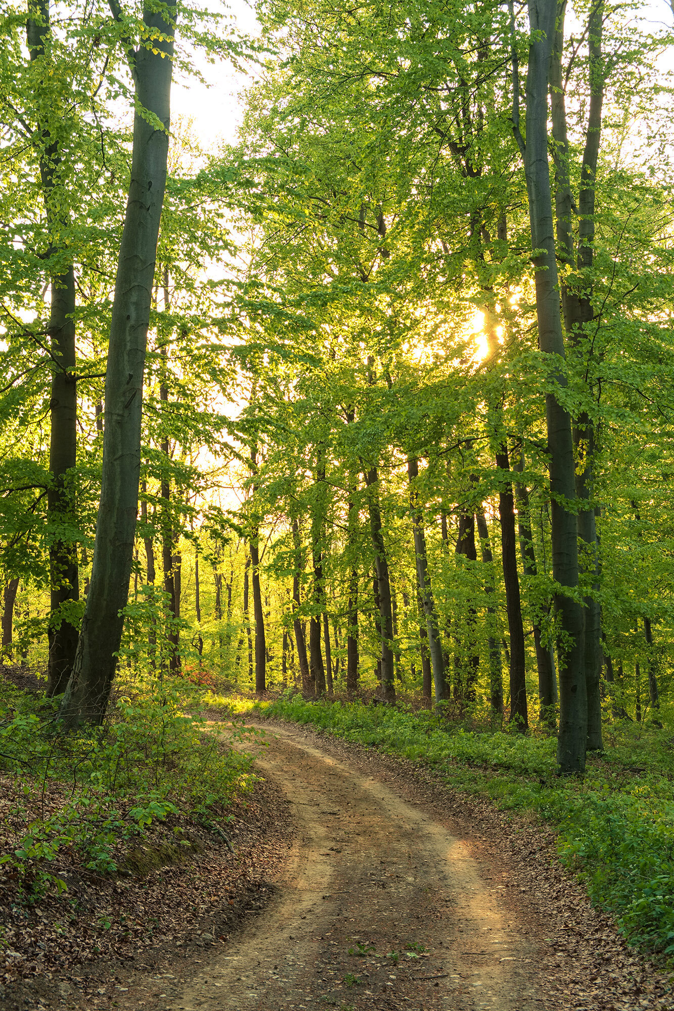 spring-forest-path-2024-09-22-22-48-54-utc