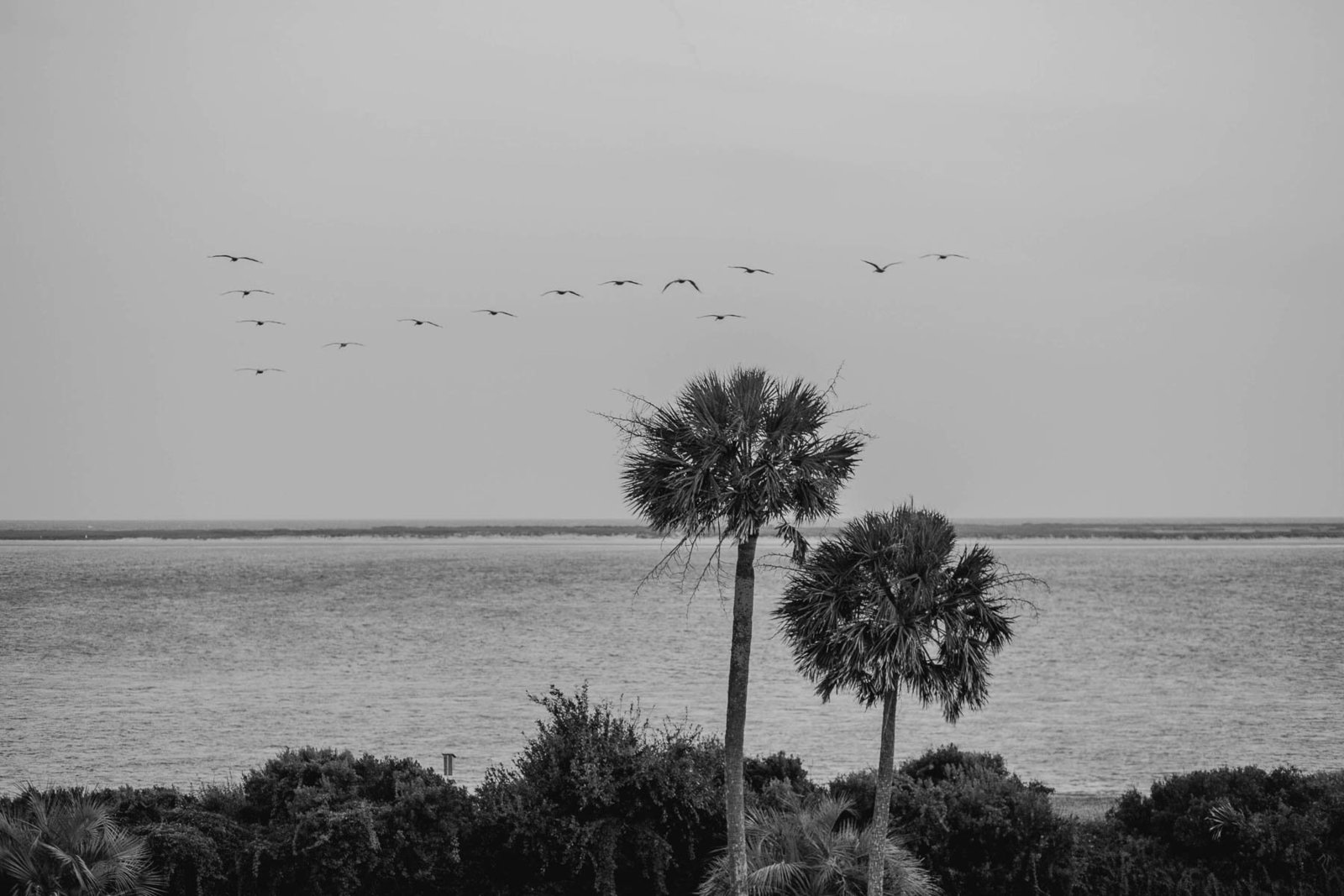 Birds fly over ocean, Seabrook Island Club, Charleston, South Carolina