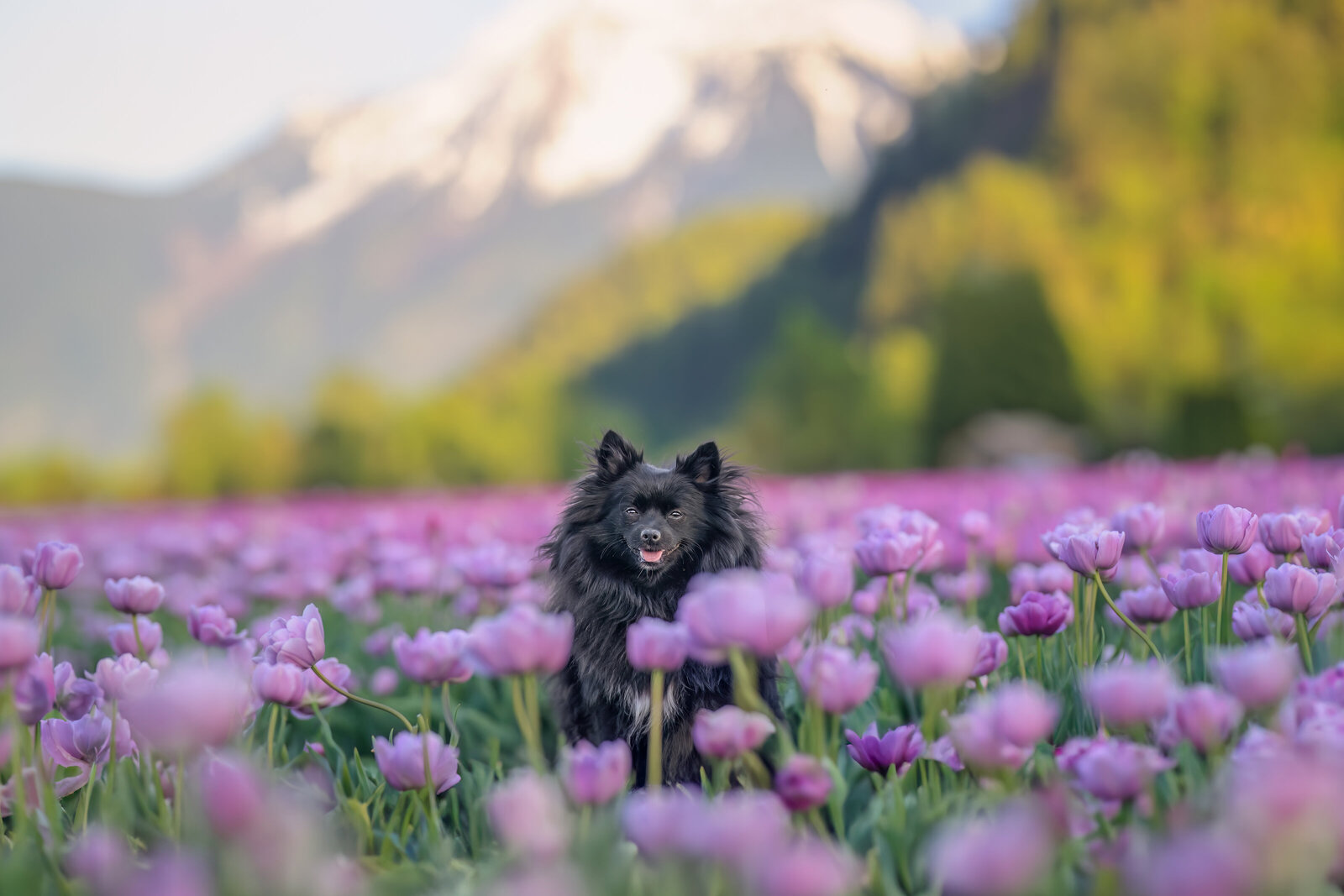 Pets-through-the-Lens-Photography-Harrison—Tulip-Festival-Border-Collie-Photoshoot-Session
