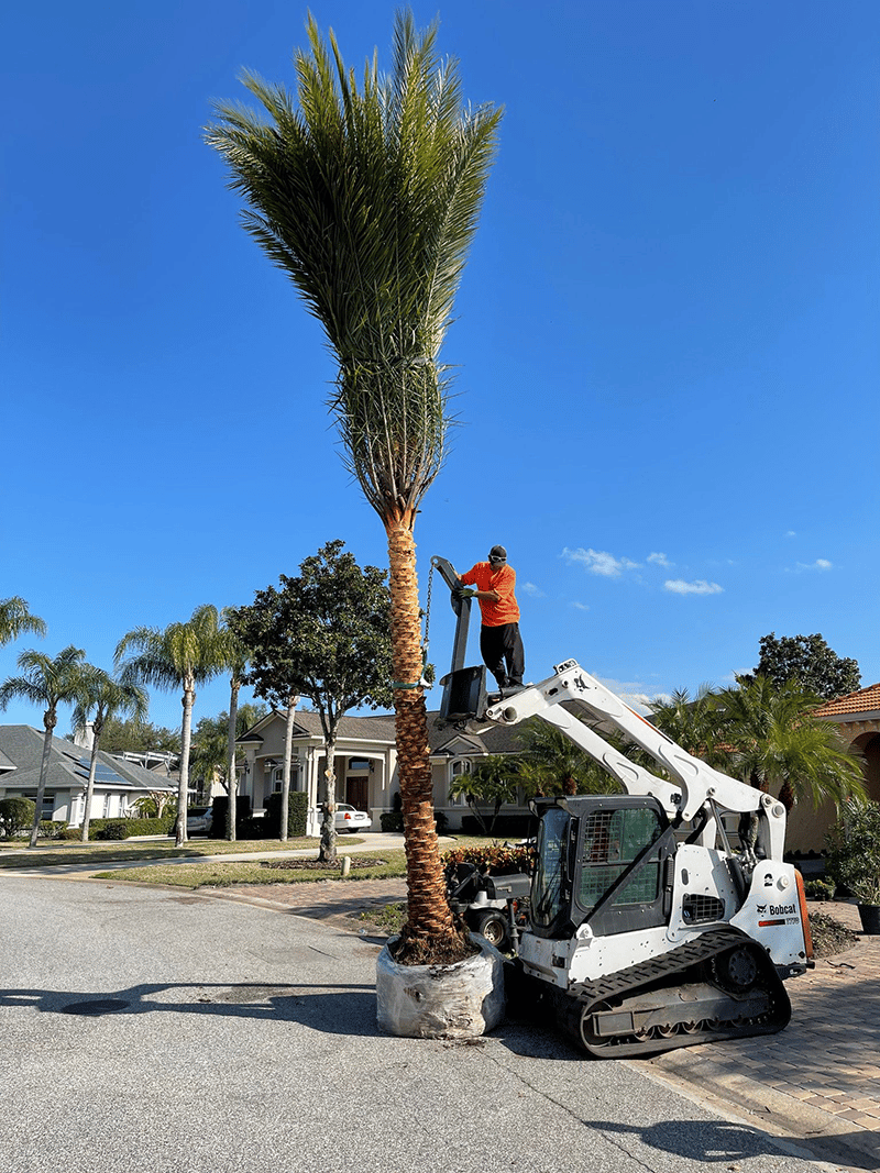 East-Coast-Landscaping-Tree-Installation