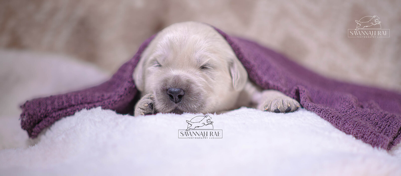 Puppy 2 week-3 copy