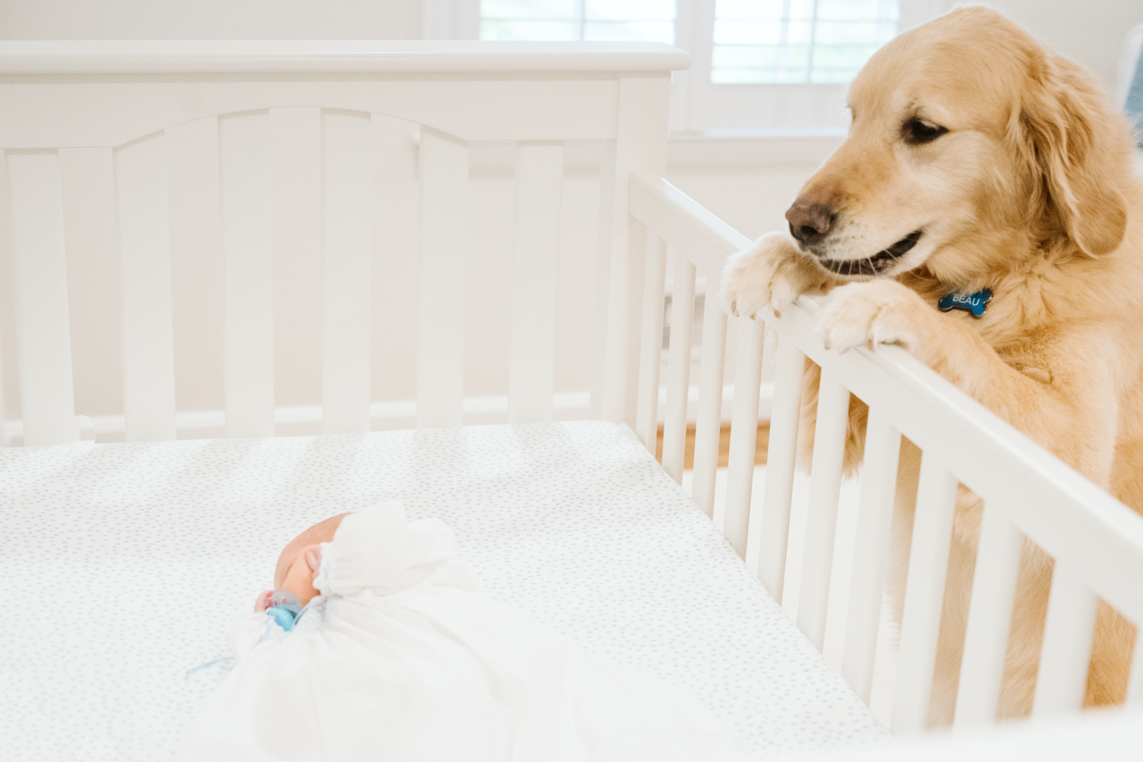 yellow lab peeking over the crib at a little baby