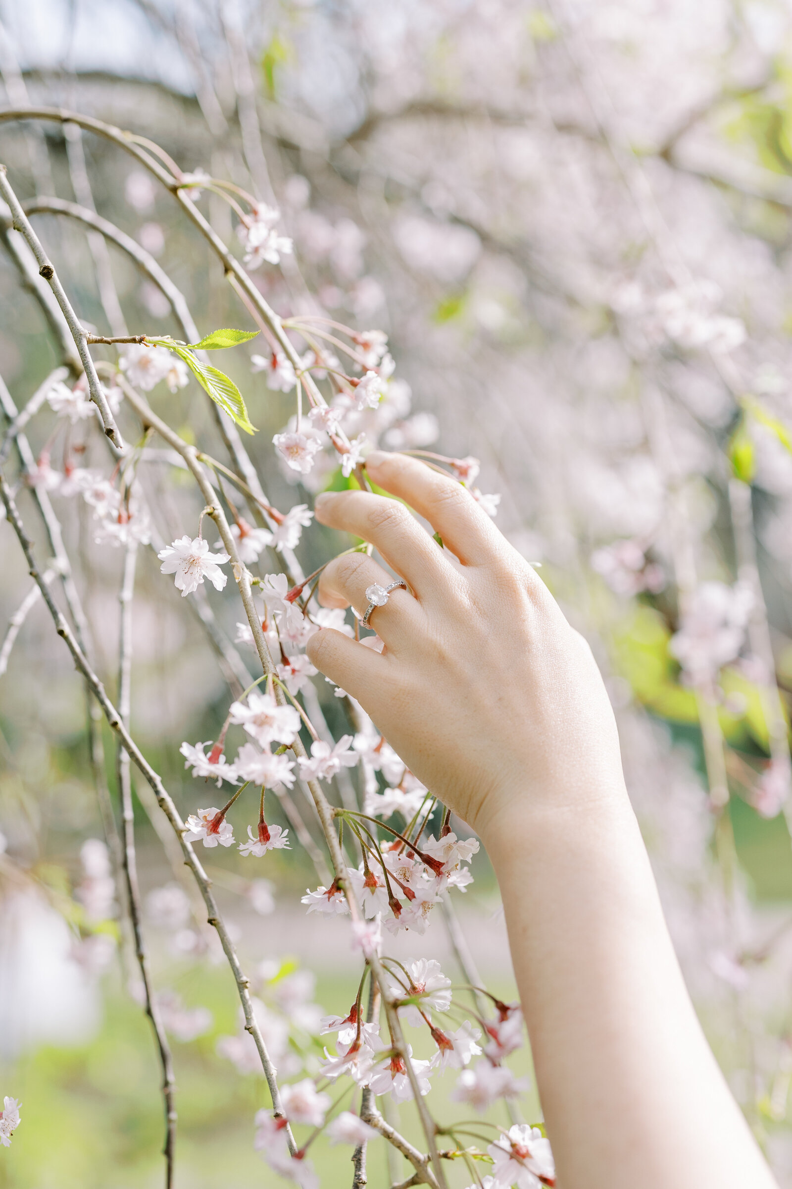 cherry-blossom-filoli-engagement