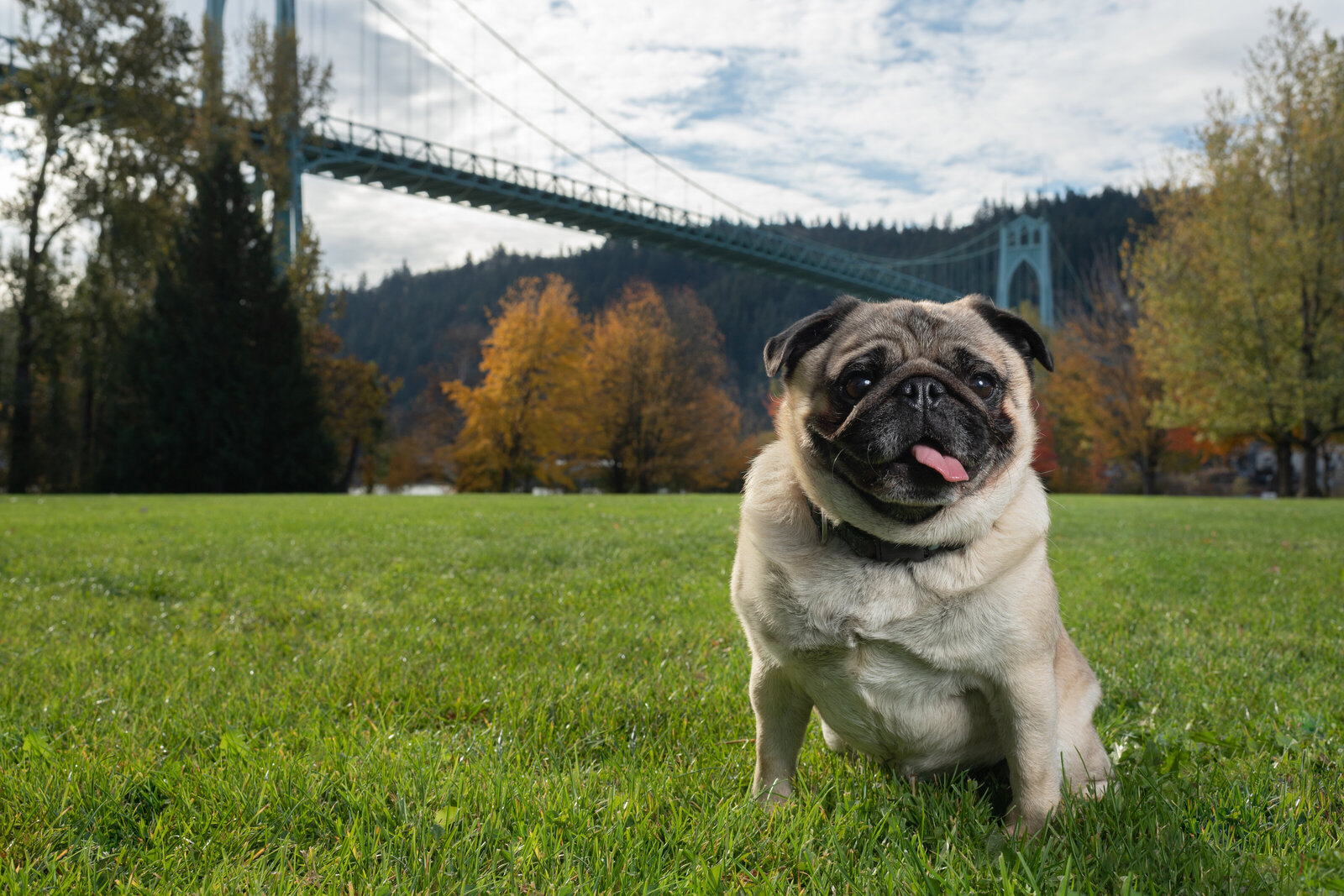 pug on grass in front of bridge