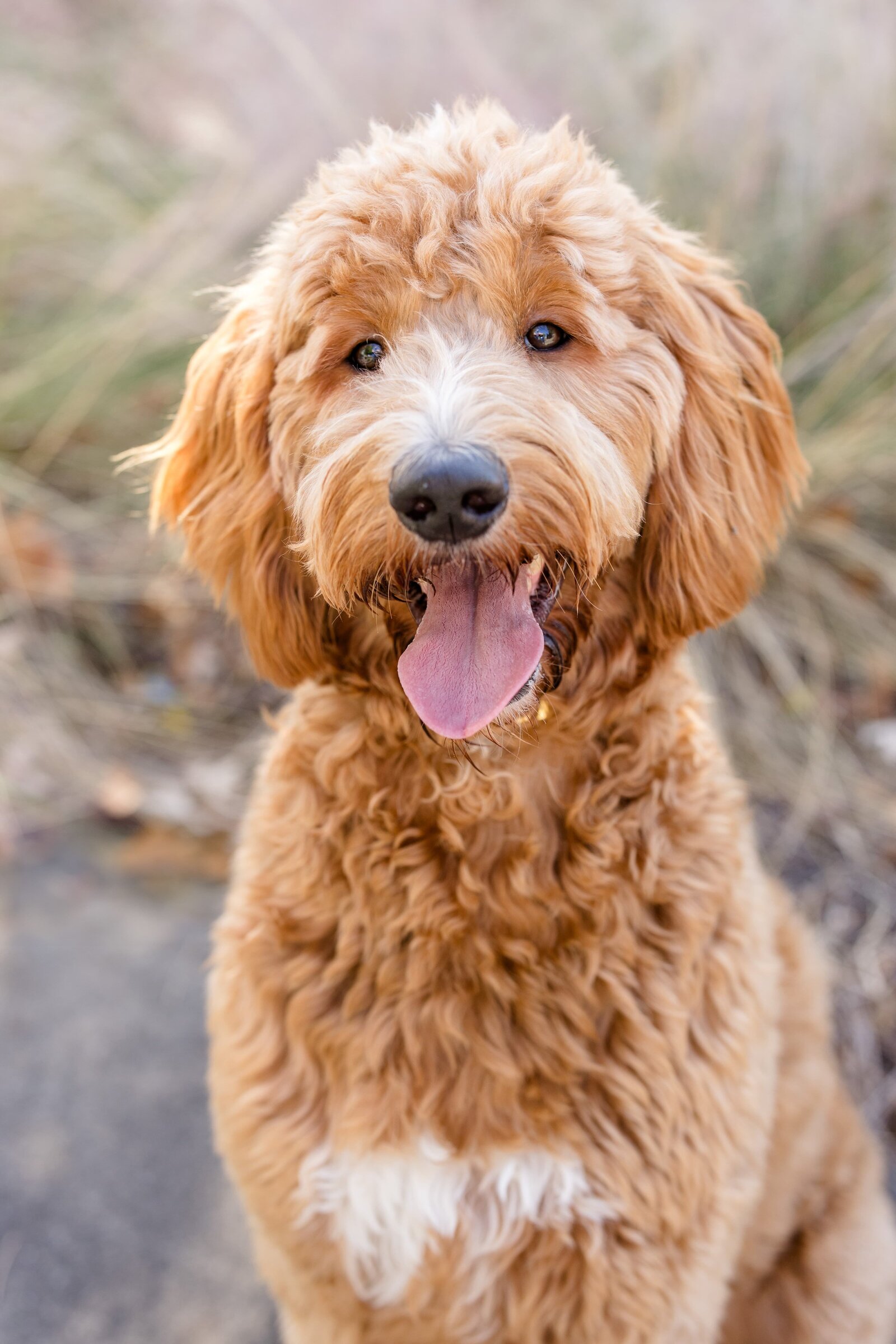 The Beloved Pup Photo Studio - Birmingham, Alabama Commercial Dog Photographer 40