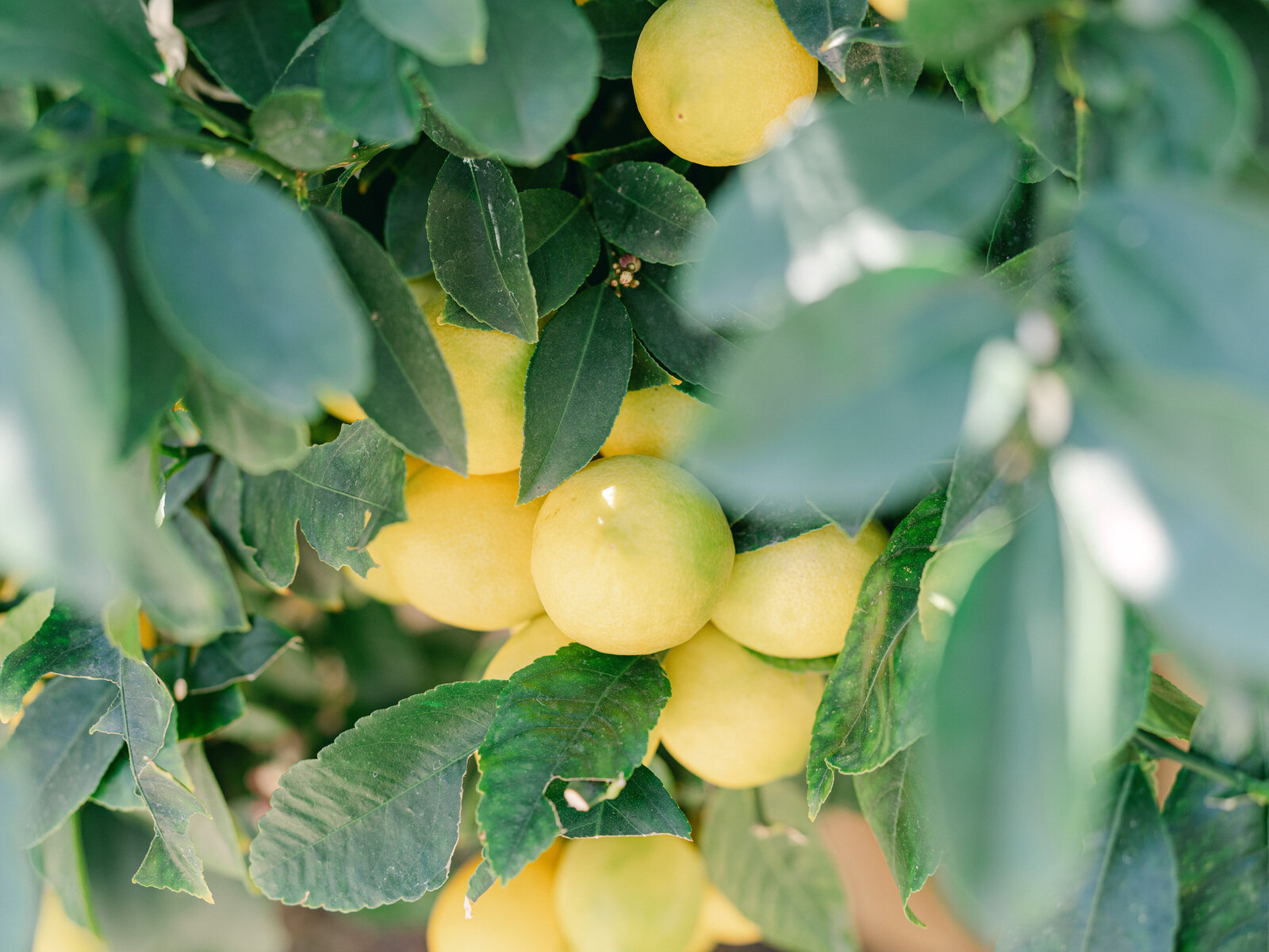 3-20-sunstone-winery-california-wedding-photographer-darian-reilly-photography-80