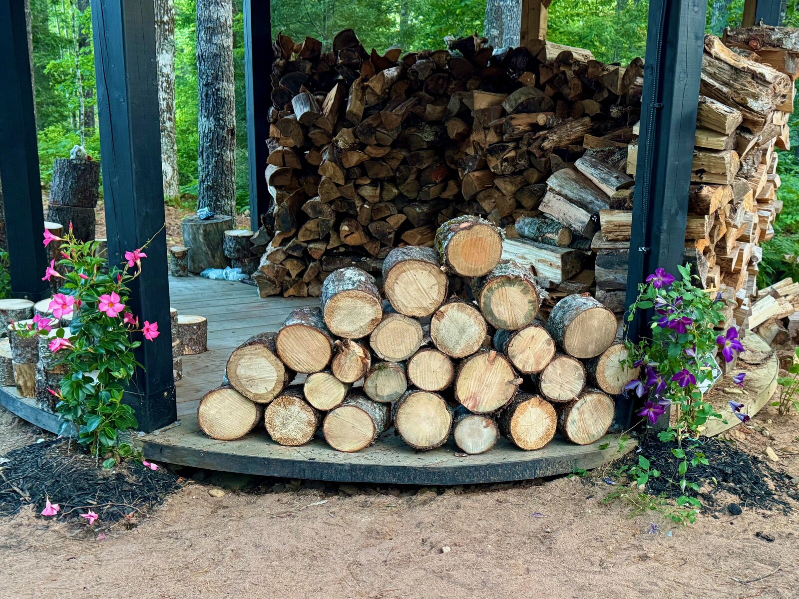 clamatus wood