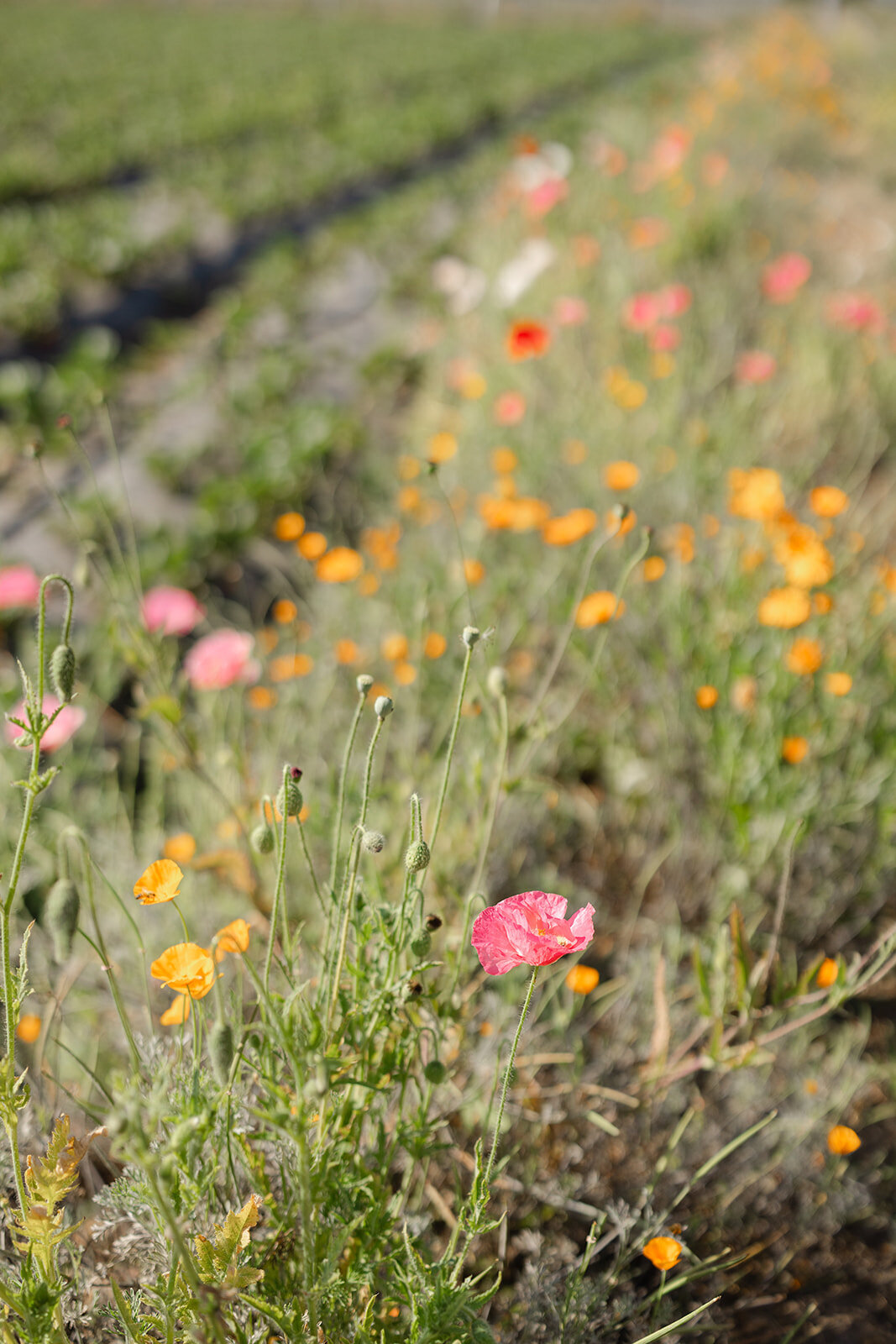 Brookeboroughphotography_californiaorganiccenter-19021