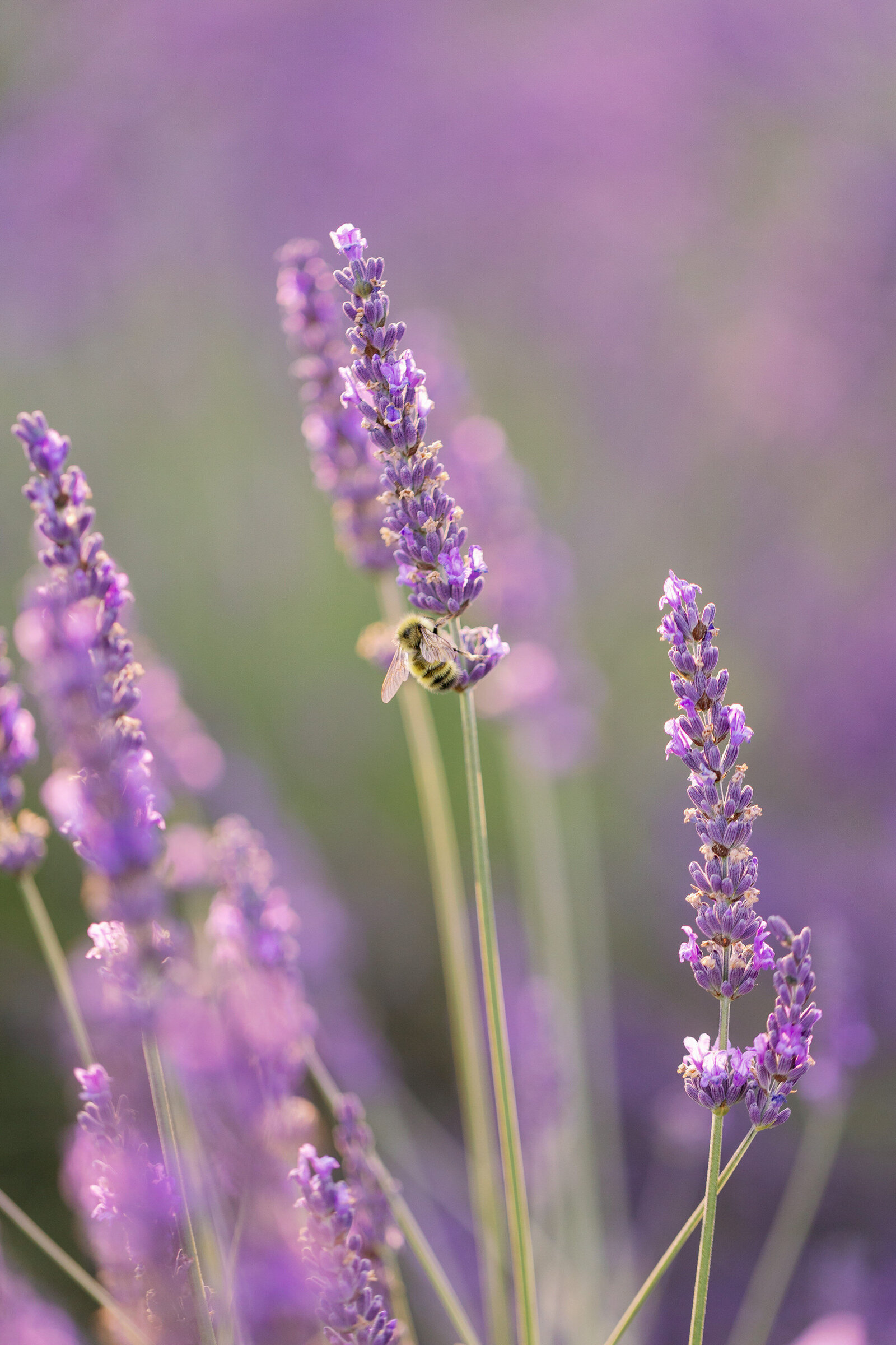 woodinville-lavender-wedding-photographer-15