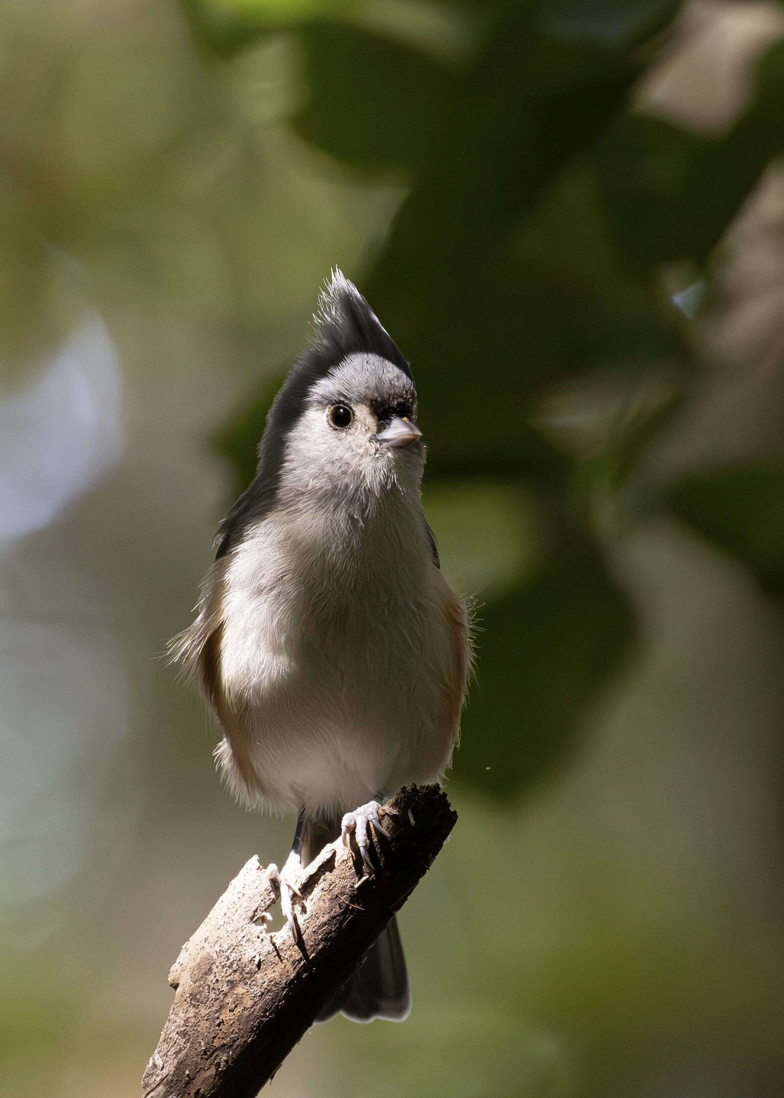 Tufted Titmouse 2_Beastbird Media