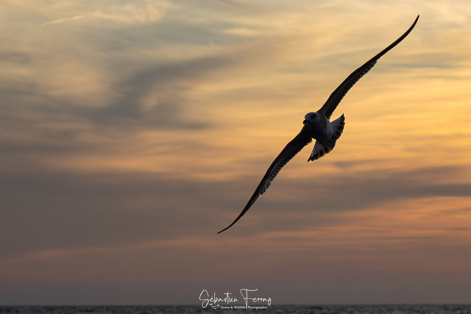 IMG_4857-Avec accentuation-Bruit