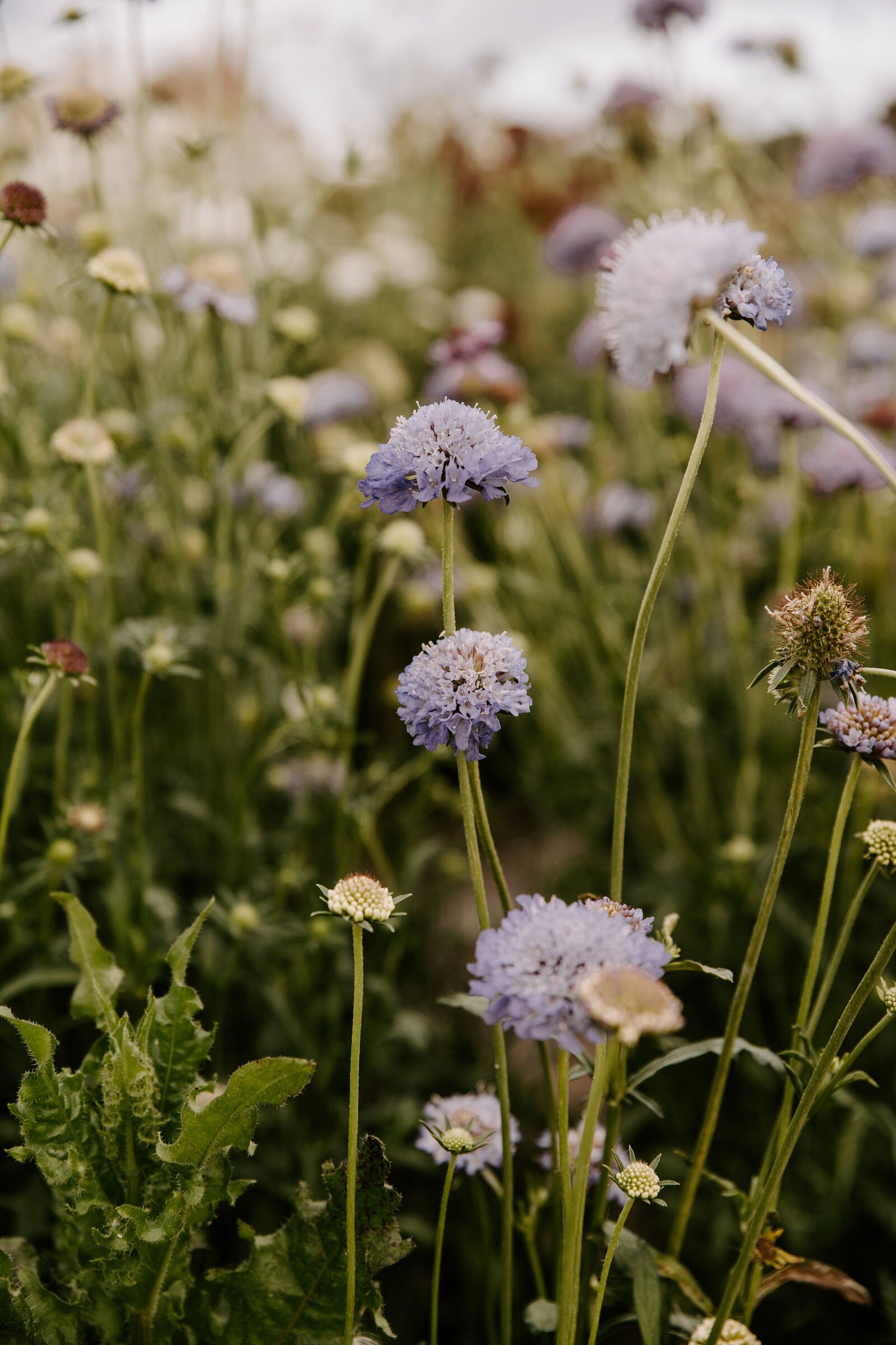 classesflorale_worshop_fermeflorale_4