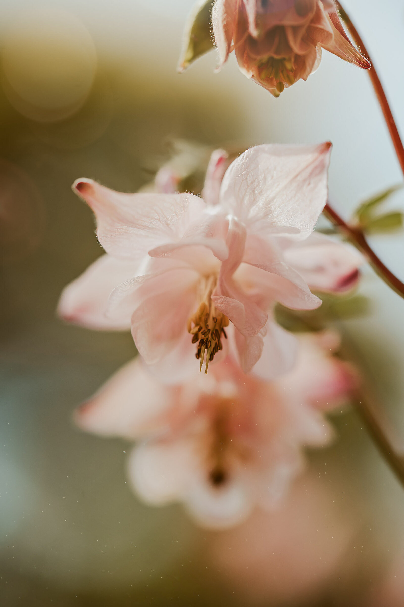Beautiful flower photo in Seattle, WA