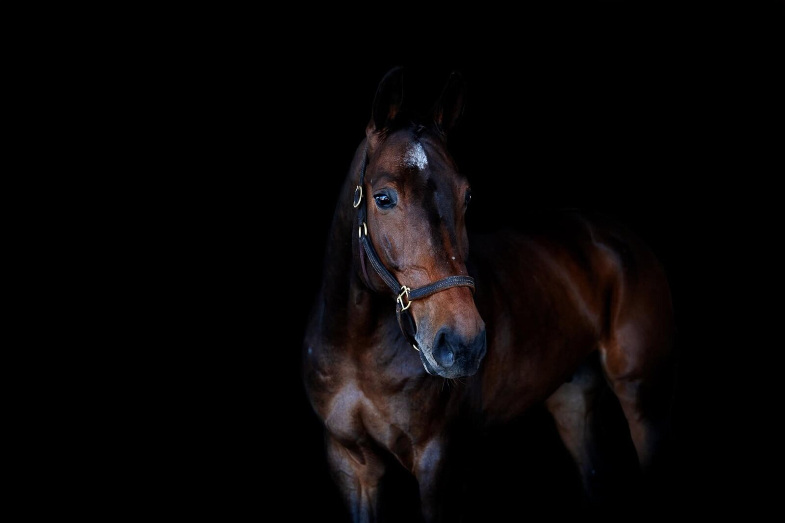black-background-equine-horse-photography-ocala-lakeland-photographer-17