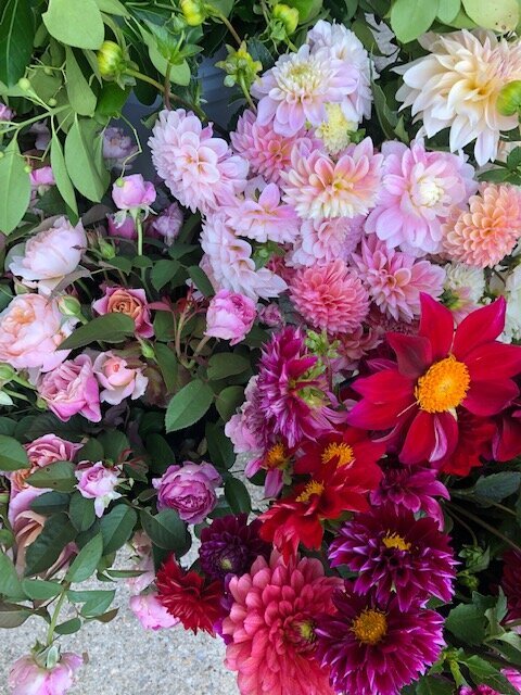 QBR Pink and red dahlias 2