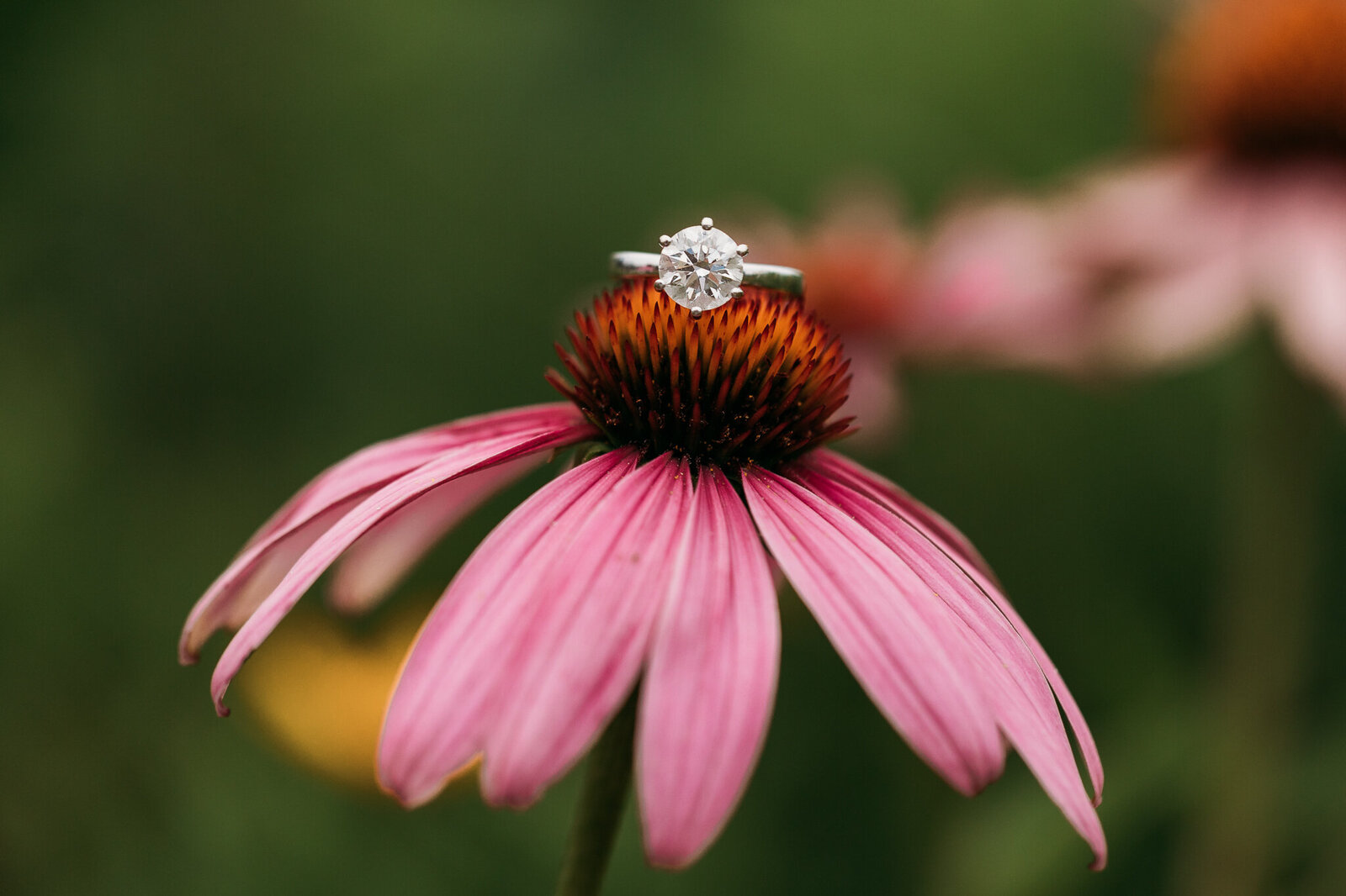 ROMEO_AND_LEONARD_MICHIGAN_ENGAGEMENT_PHOTOGRAPHER_COURTNEY_LUSHAJ_PHOTOGRAPHY_36