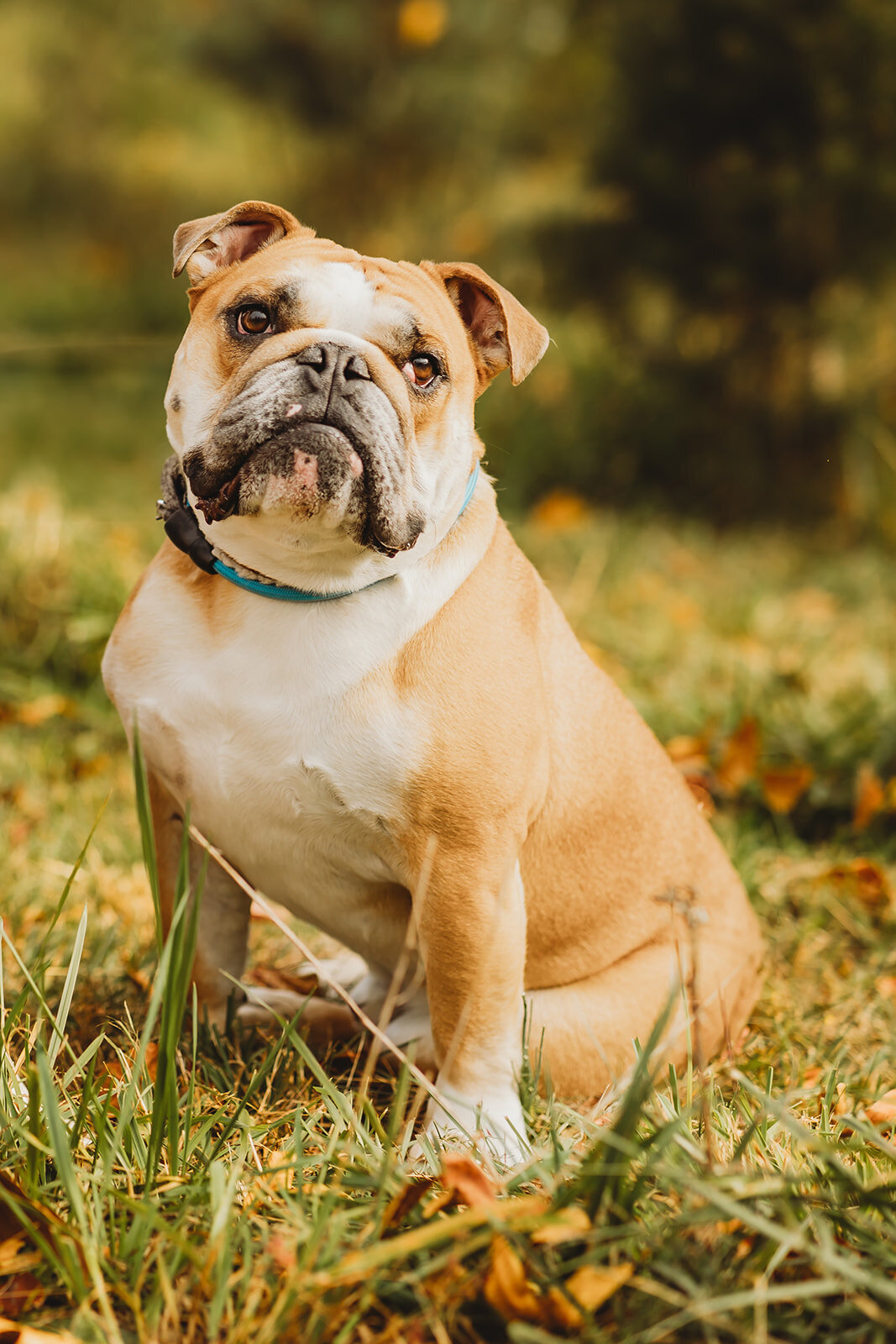 harrisburg-dog-photographer_8634-Edit_websize