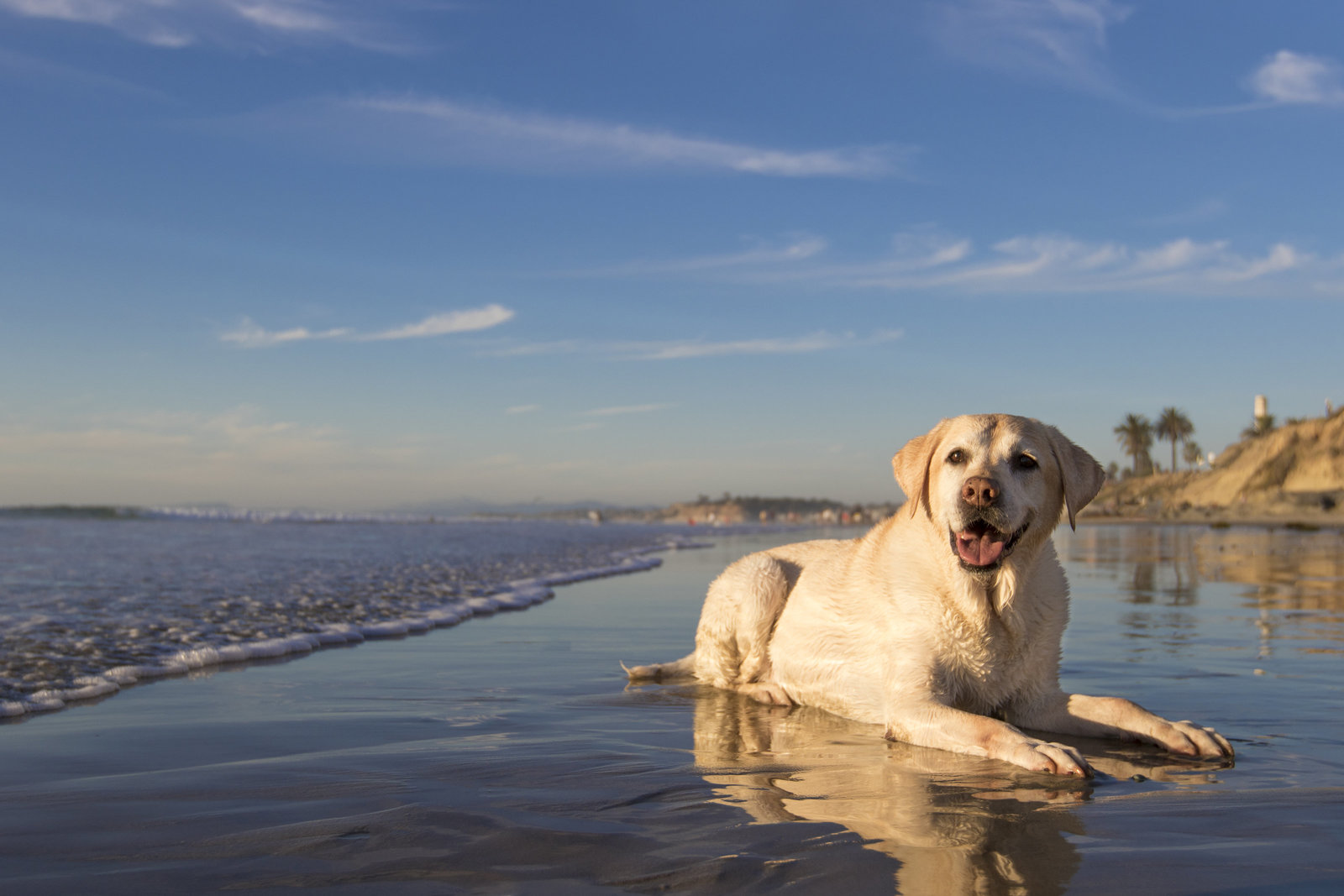 best dog photographer
