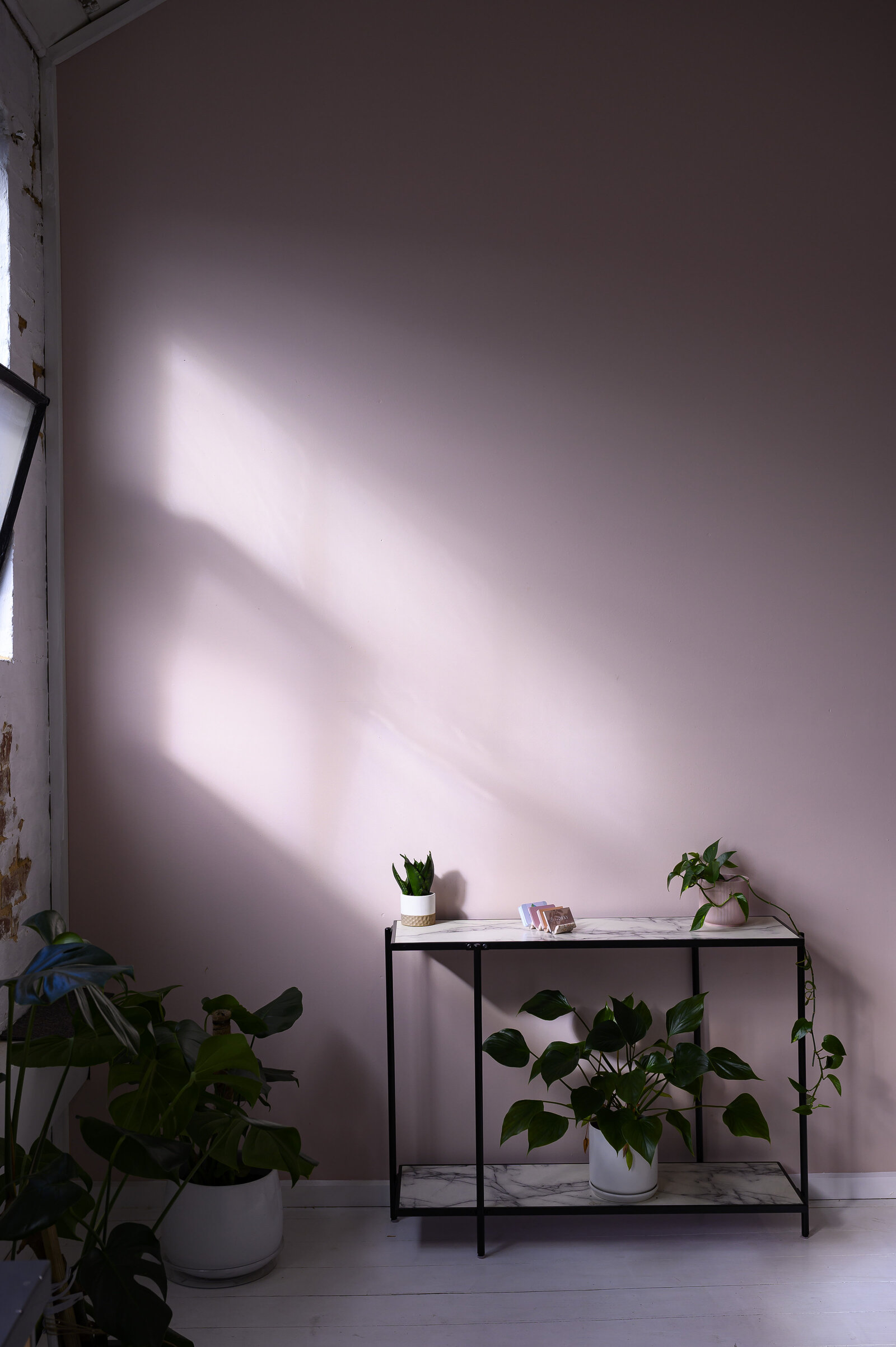 Plants in front of pink wall in salon