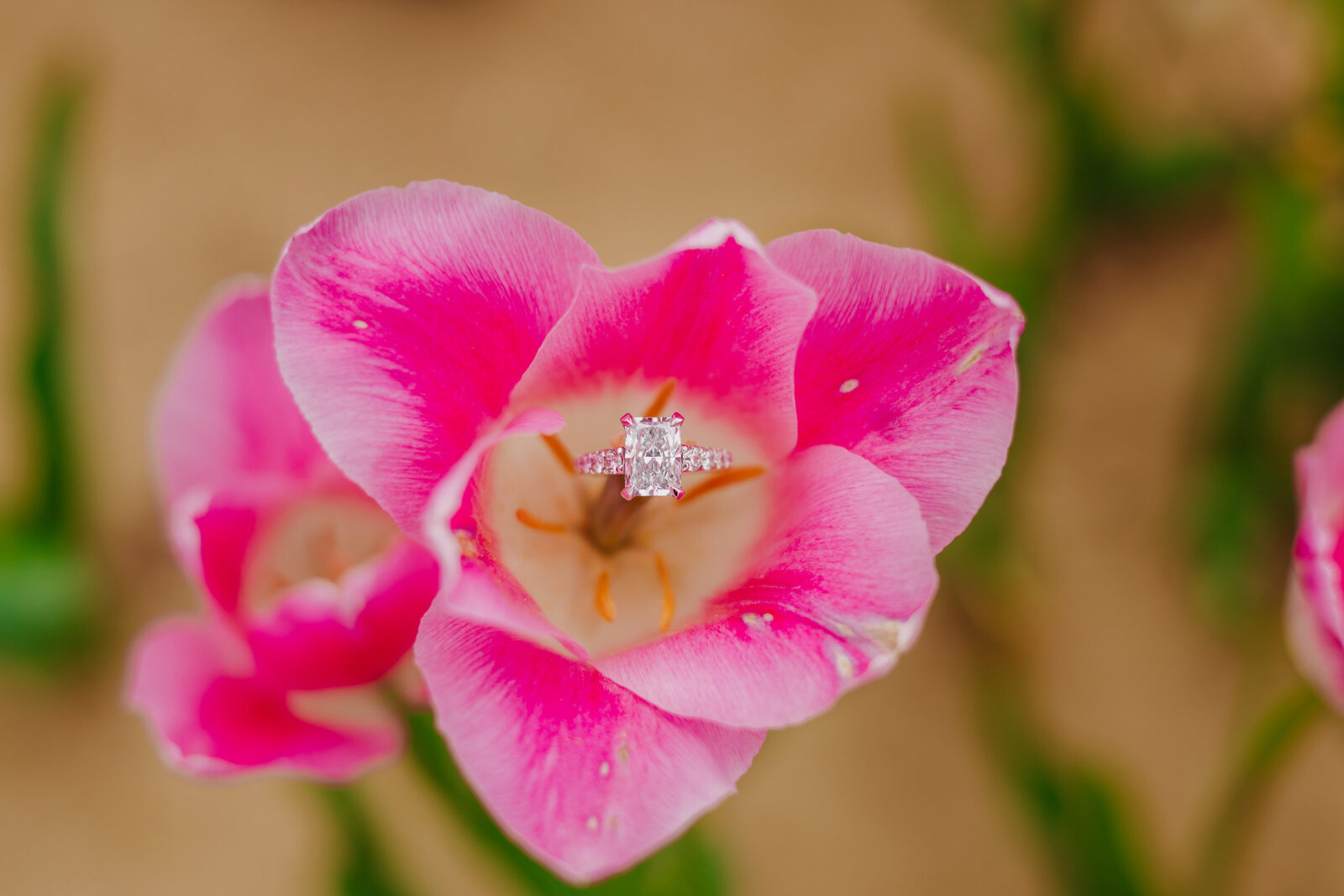 Steven and Brittany Proposal at Waterdrinker Farm – Spring 2025-35