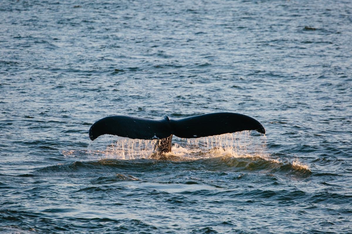 cameron-zegers-photographer-travel-whale-alaska