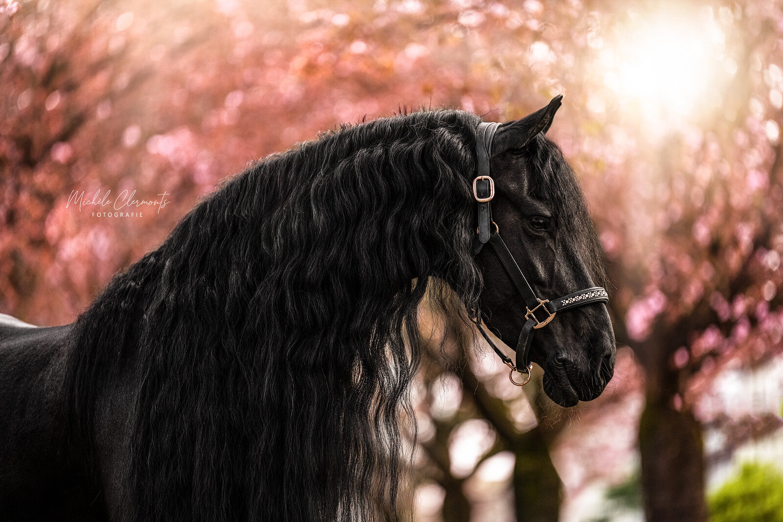 DSC_6247-paardenfotografie-michele-clermonts-fotografie