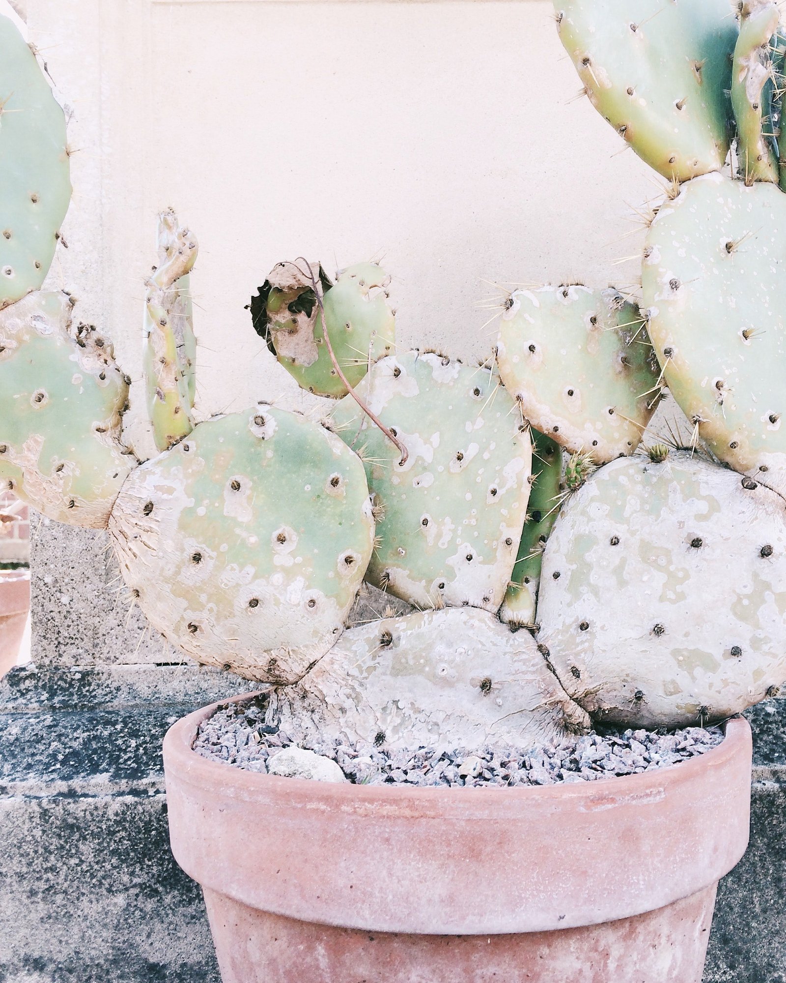 close-up-photography-of-cactus-plant-in-clay-plant-pot-1030966