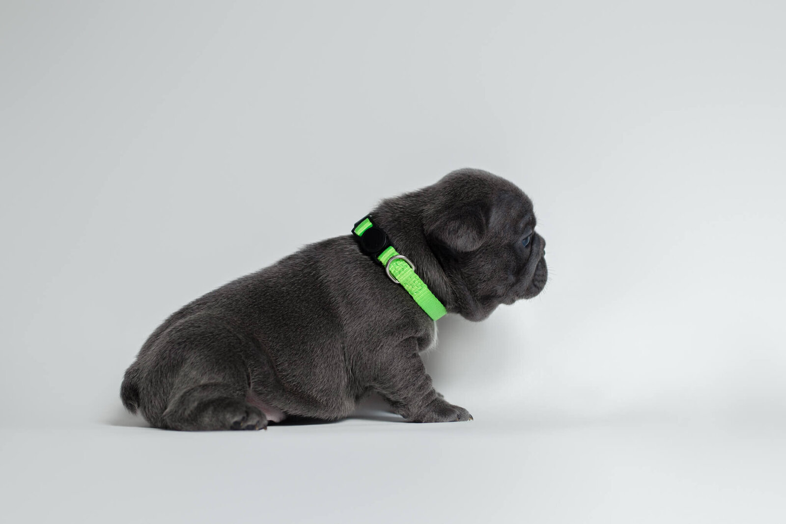 Side view of French Bulldog puppy on white backdrop