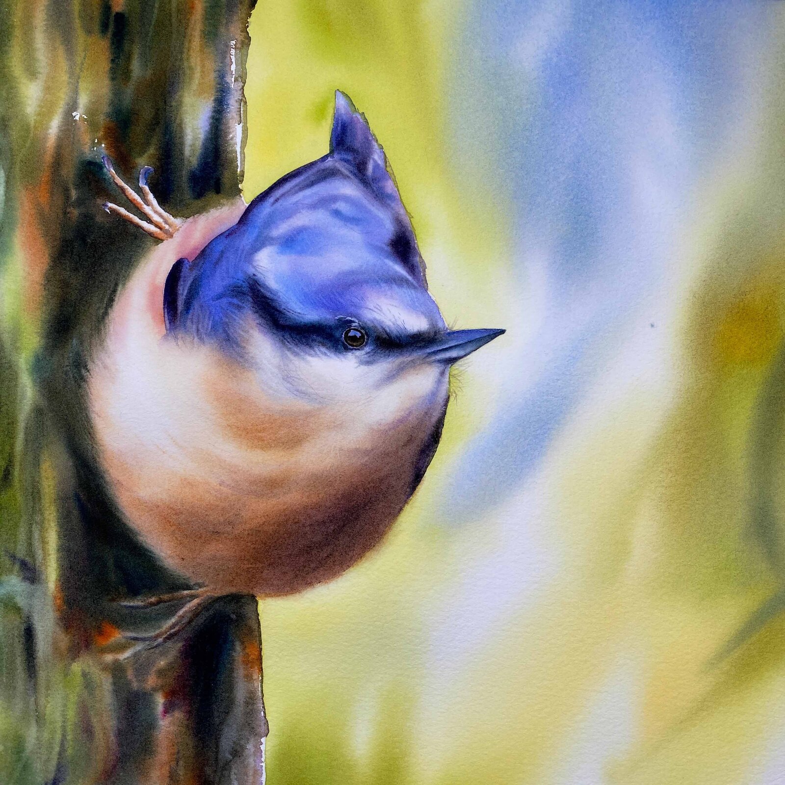 nuthatch-bird-tree-background-watercolors