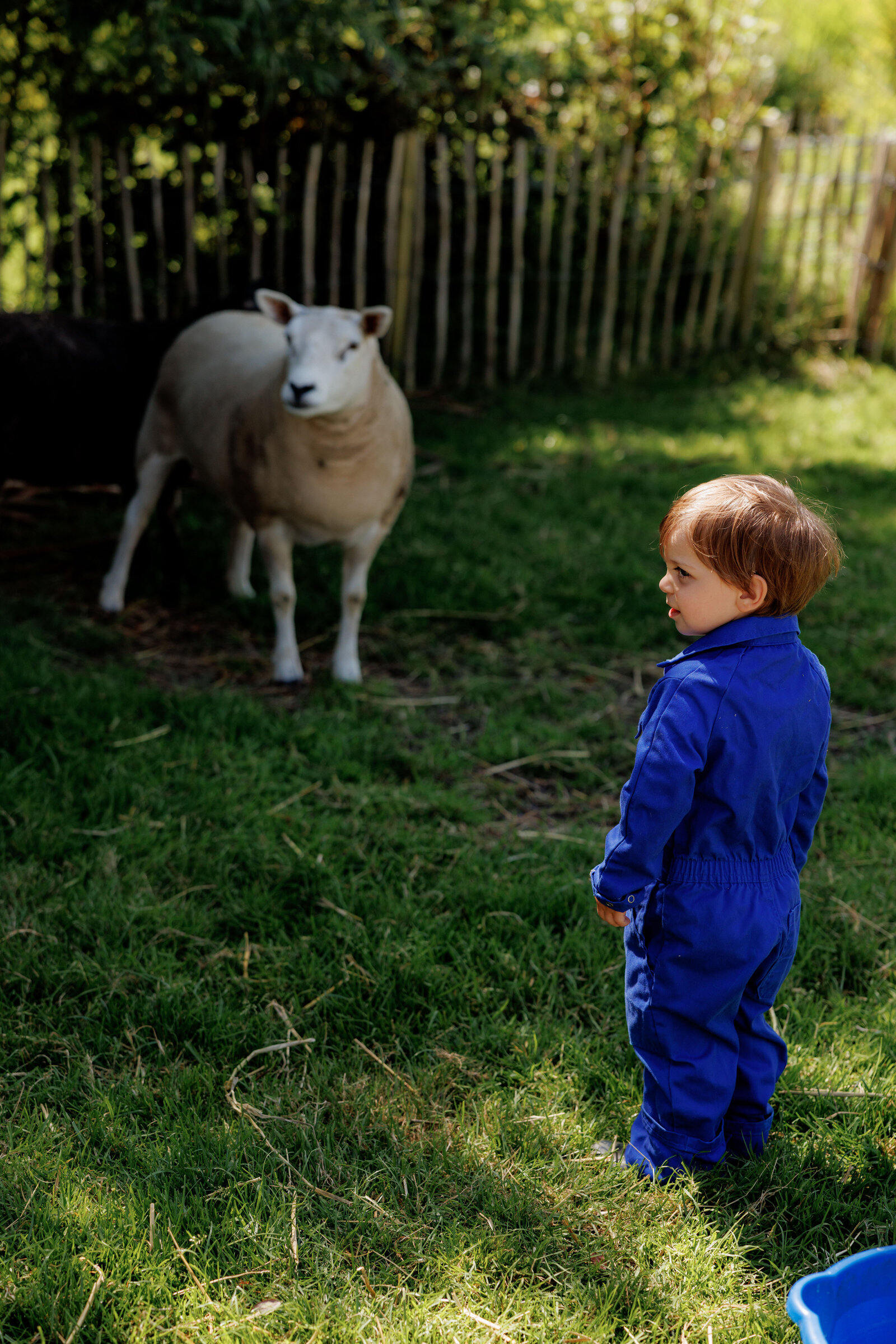 Kind in een blauwe overall kijkt naar een schaap in de weide bij Kinderdagverblijf Bij Ons Op De Boerderij.