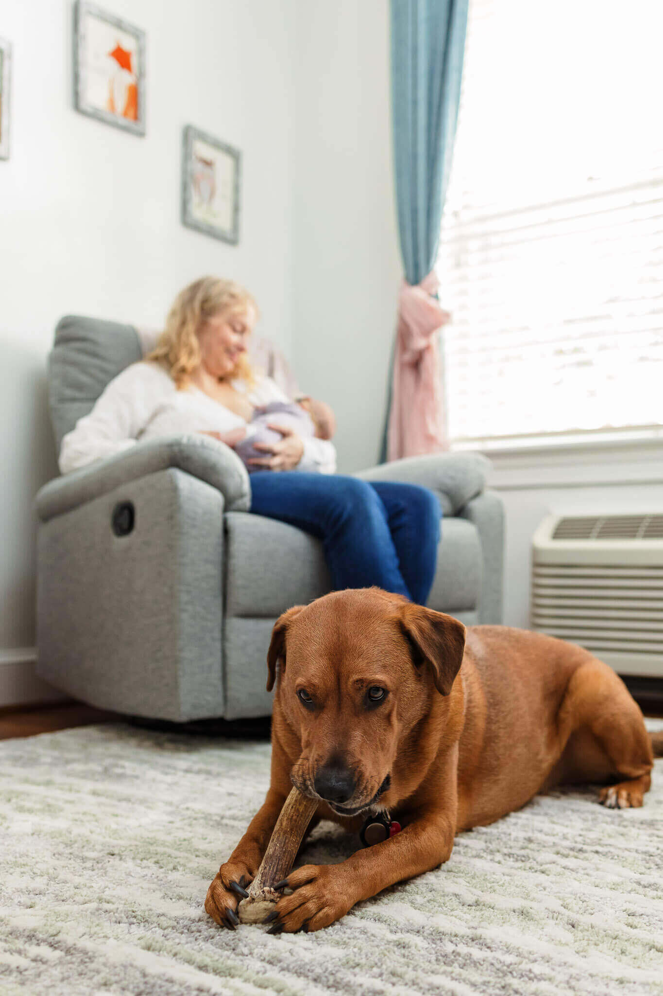A dog laying on the floor eating a bone while mom sits in a chair behind him nursing her newborn baby girl.