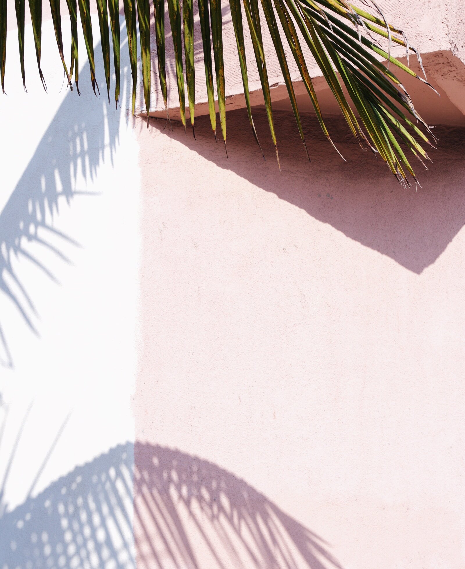 Palm Tree Shadow Pink Wall Huntington Beach