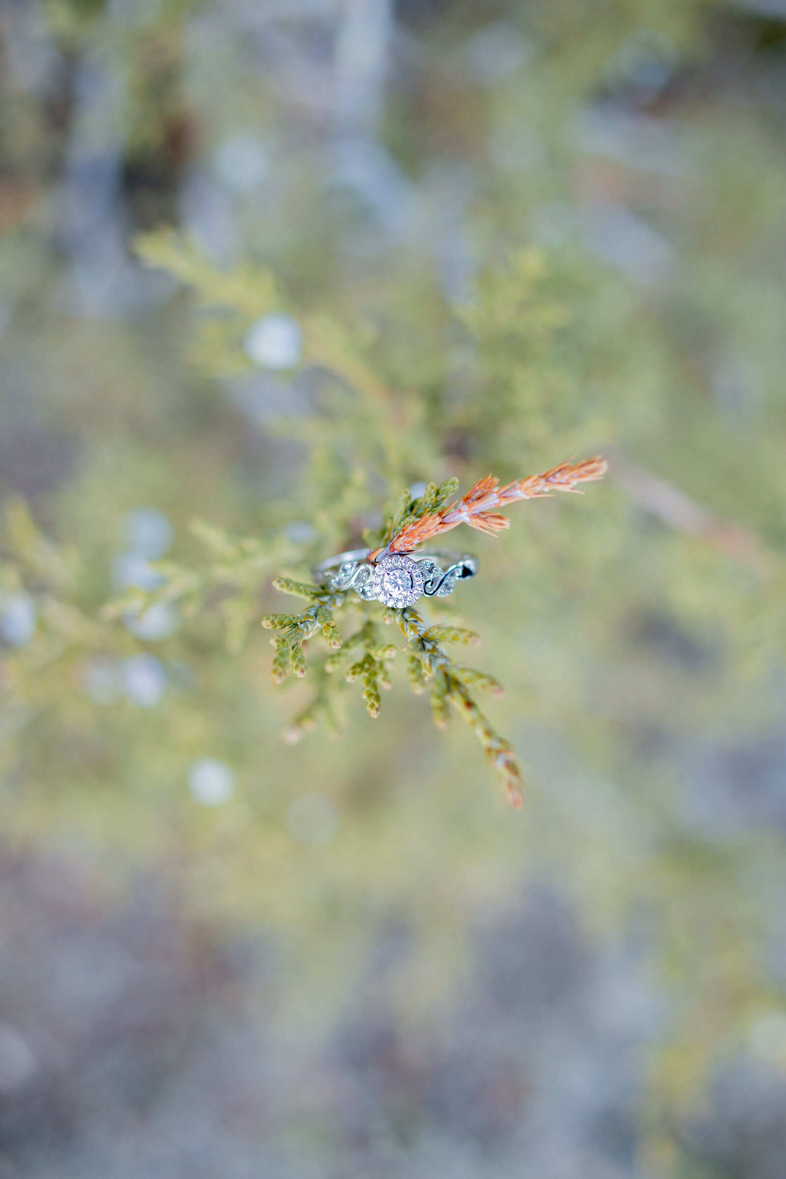 Idaho Falls Photographers capture engagement ring on tree branch