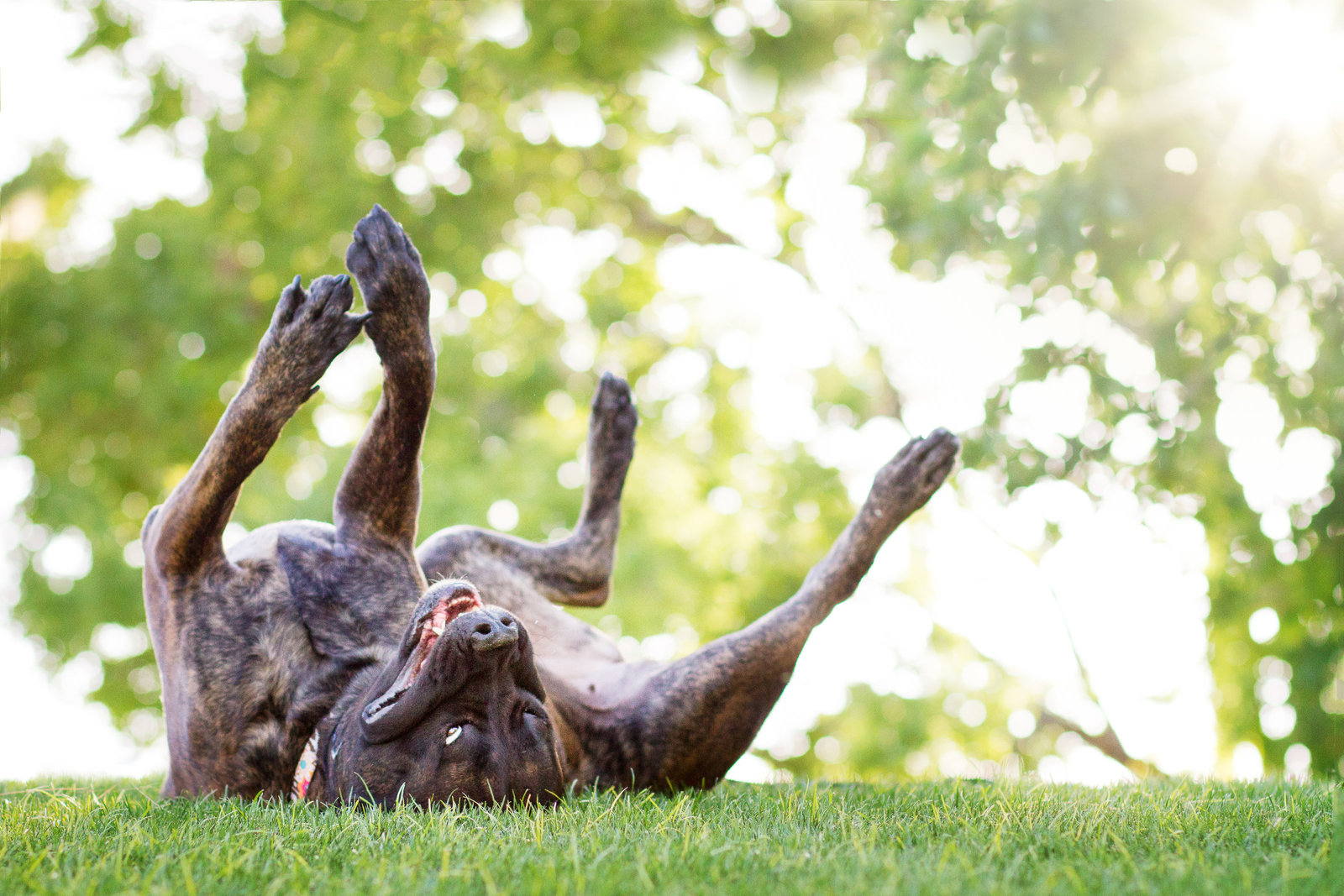 Phoenix AZ Pet Photography_04