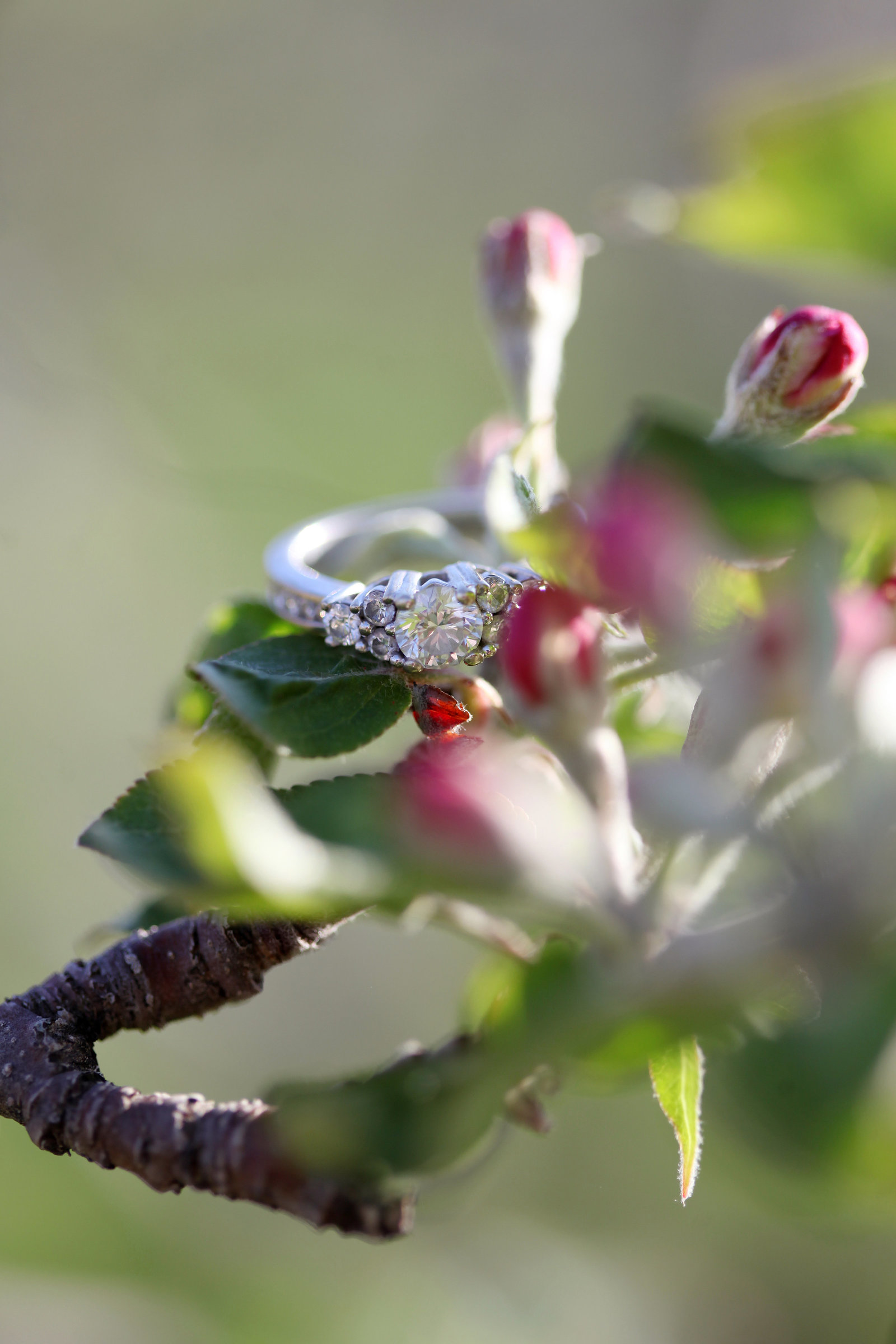 TRACEY_LYNNE_PHOTOGRAPHY_OTTAWA_WEDDINGS_RINGS